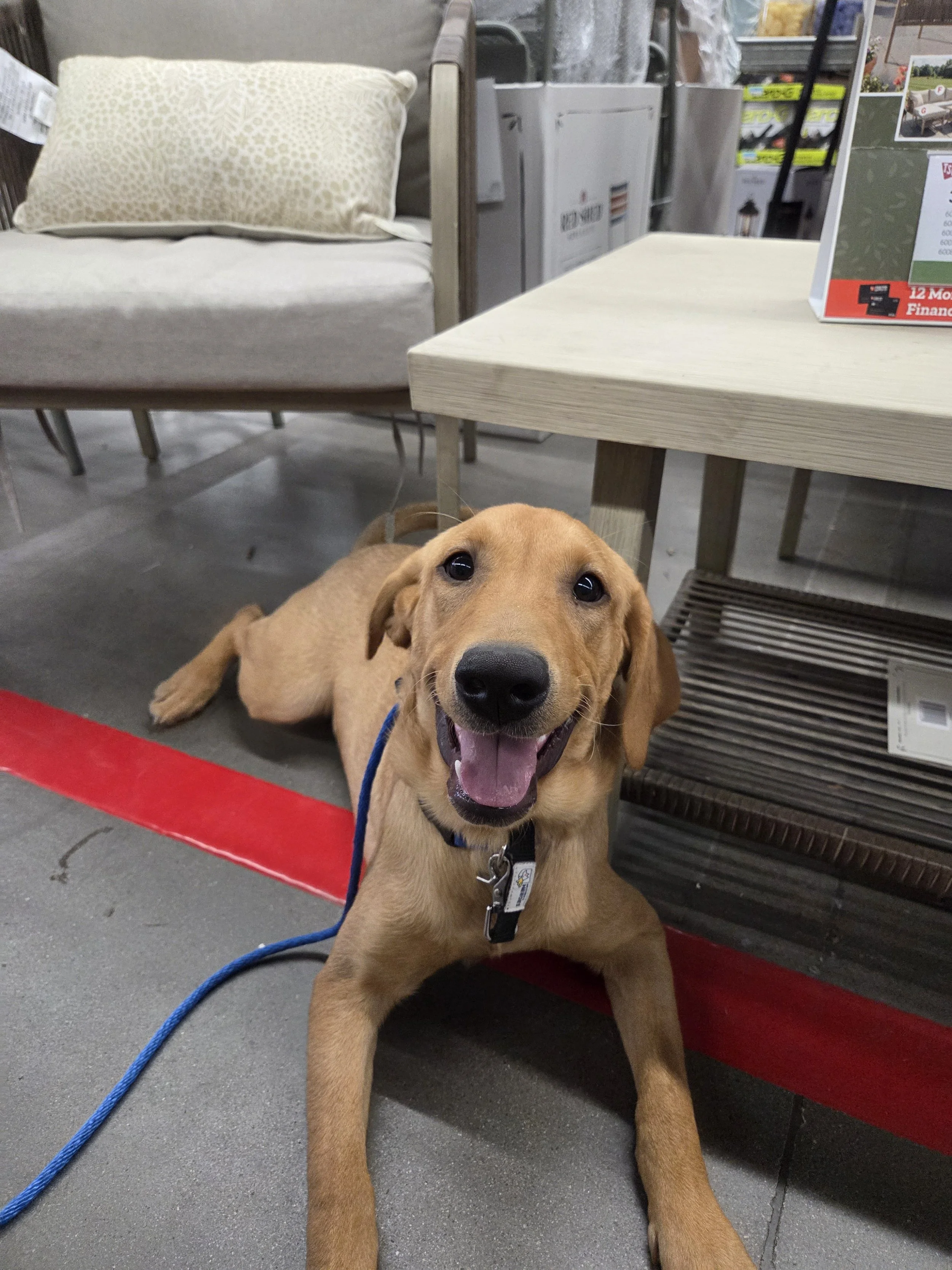 Ranger - M Labrador