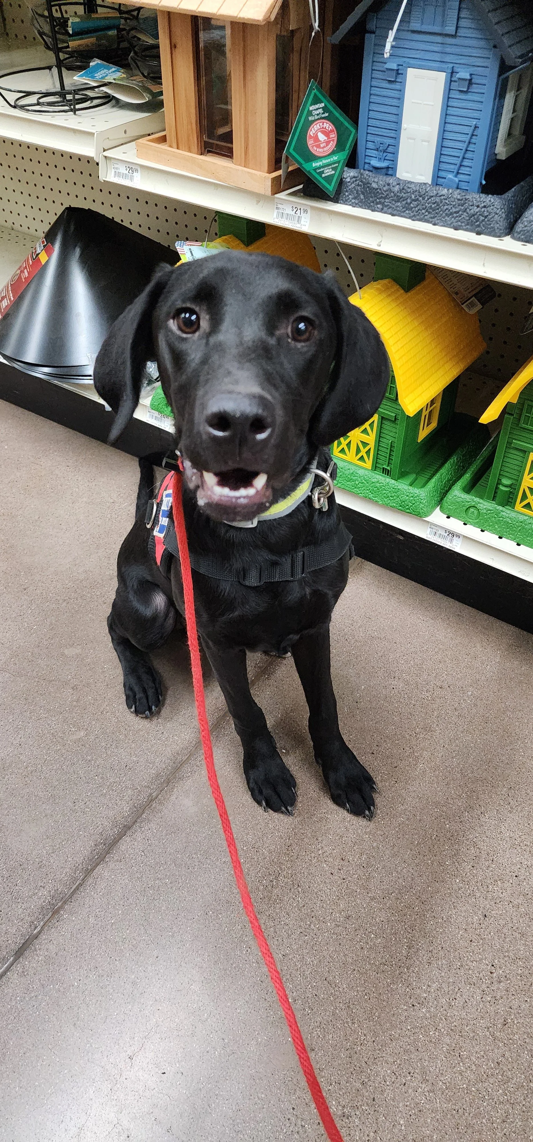 Radar - M Labrador
