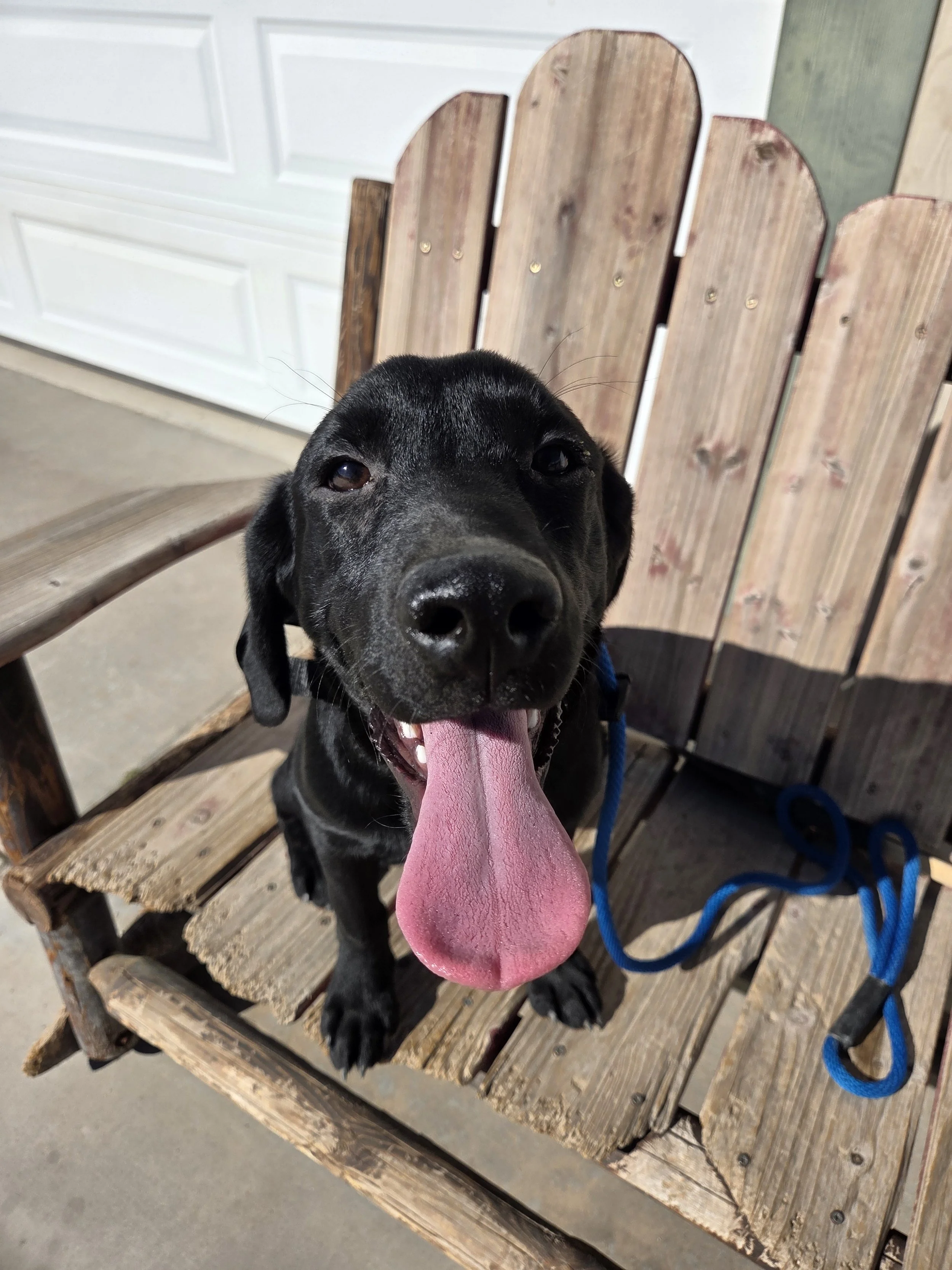 Ace - M Labrador