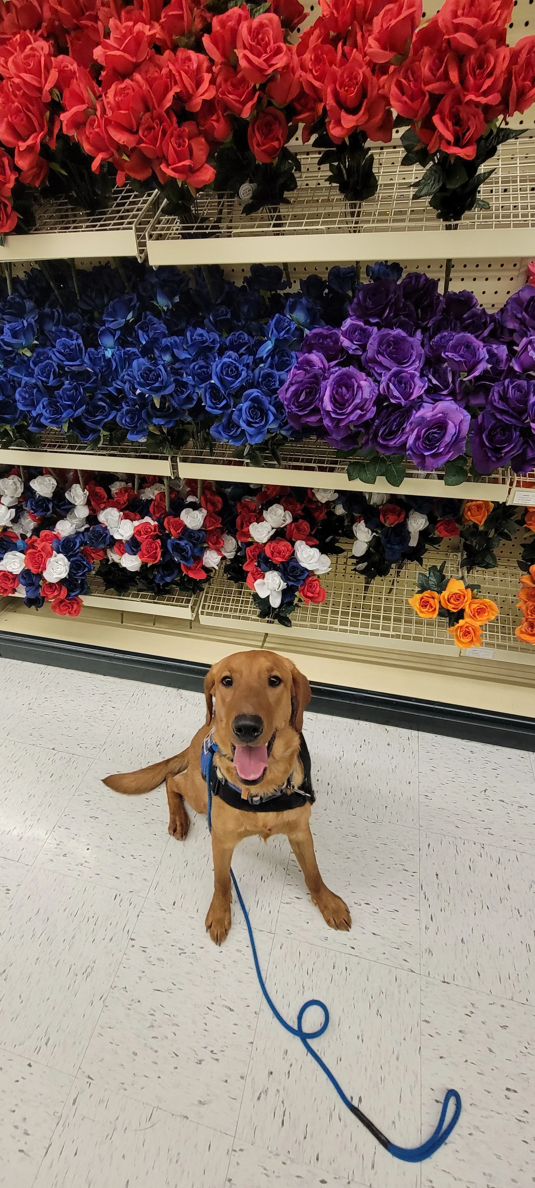 Ray - Male Labrador