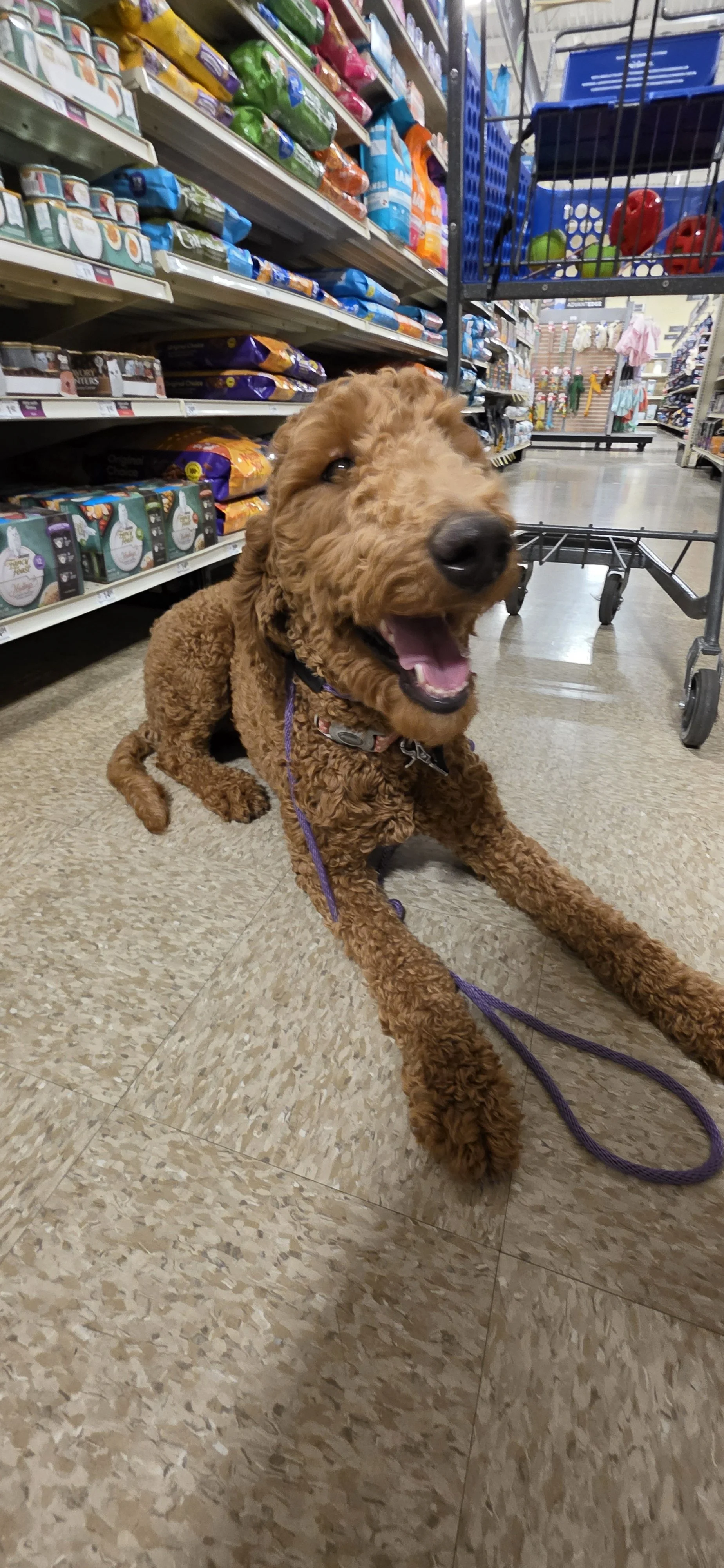 Brandy - F Goldendoodle