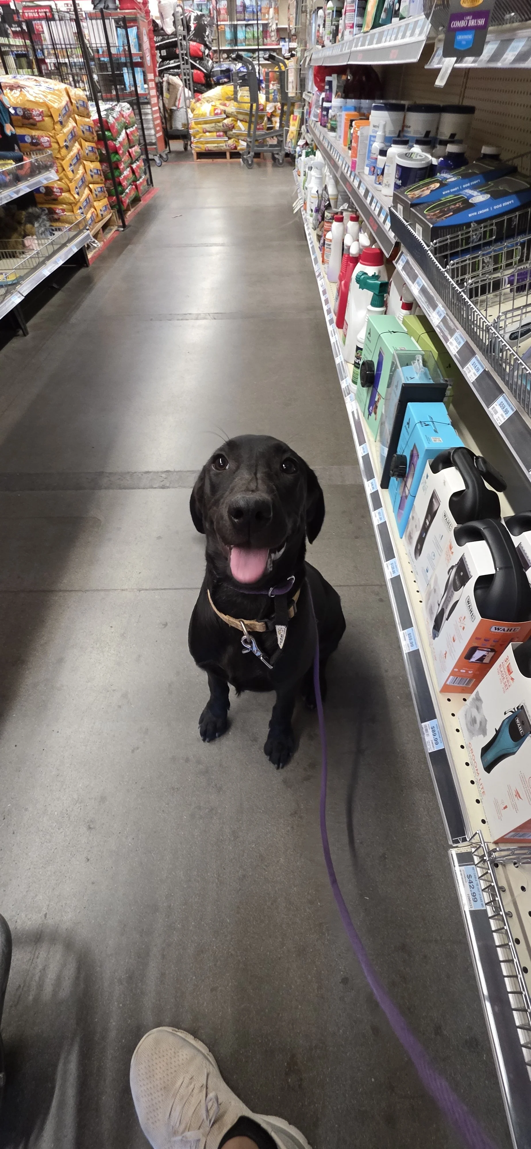 Suzie Q - Female Labrador