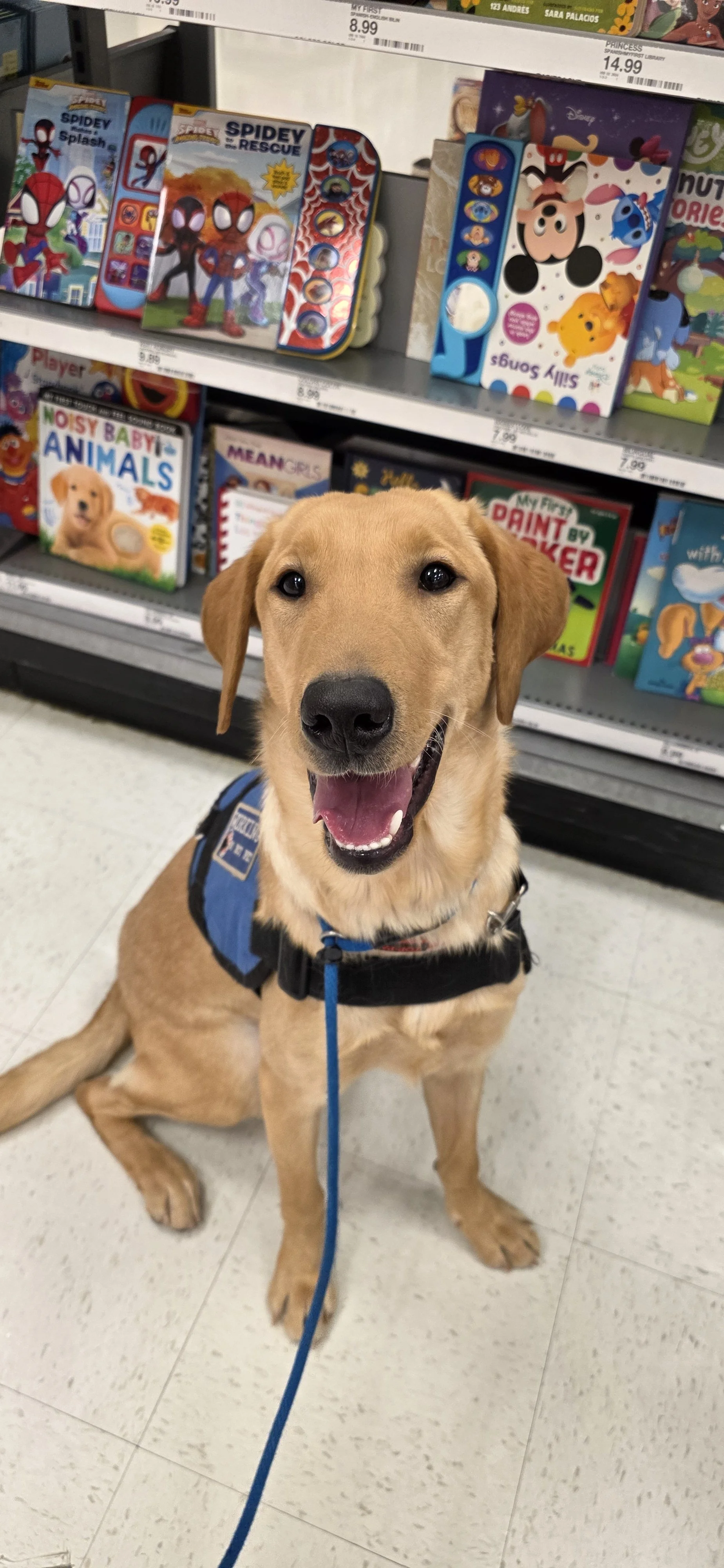 Buddy - Male Labrador