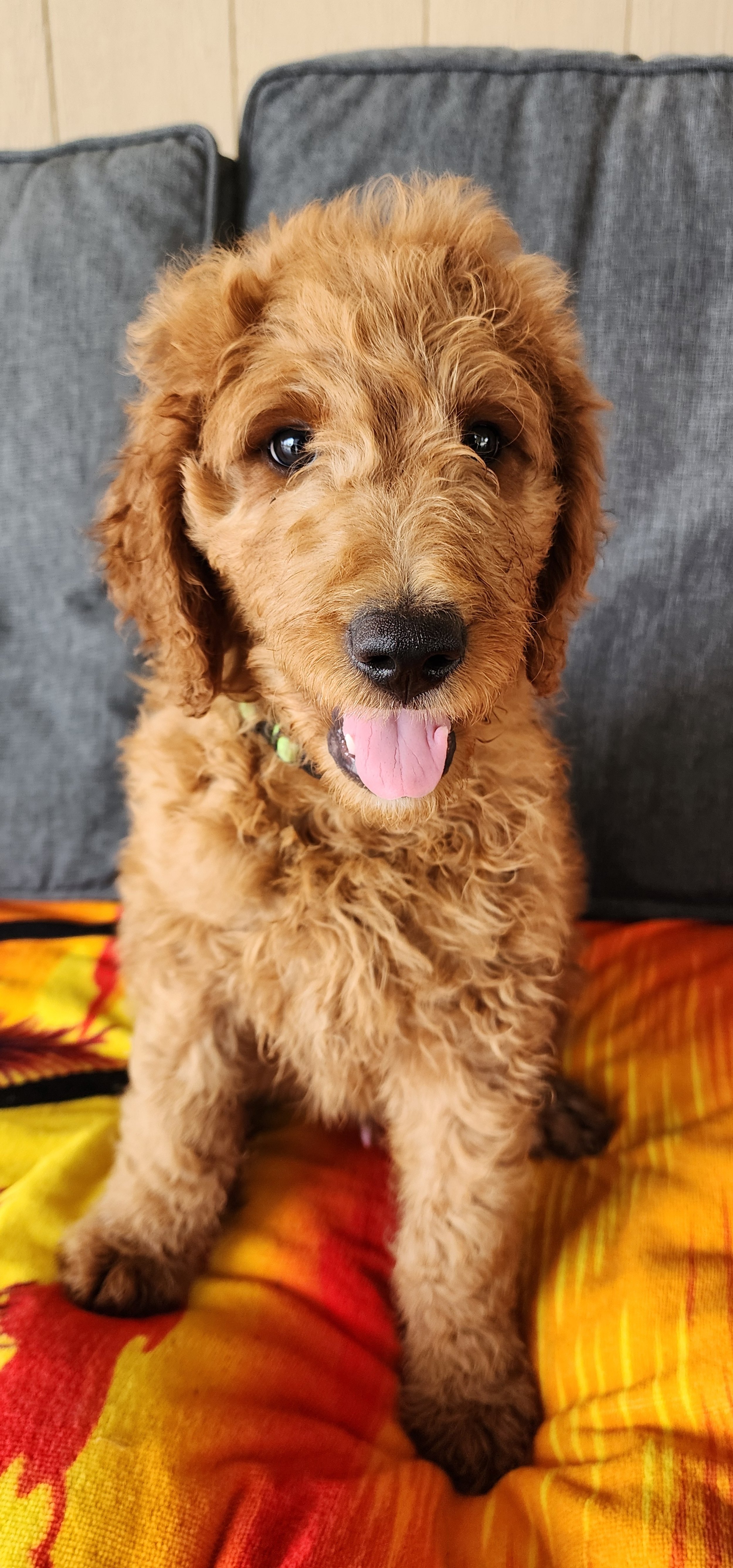 Pica (pronounced Peeku)- M Goldendoodle