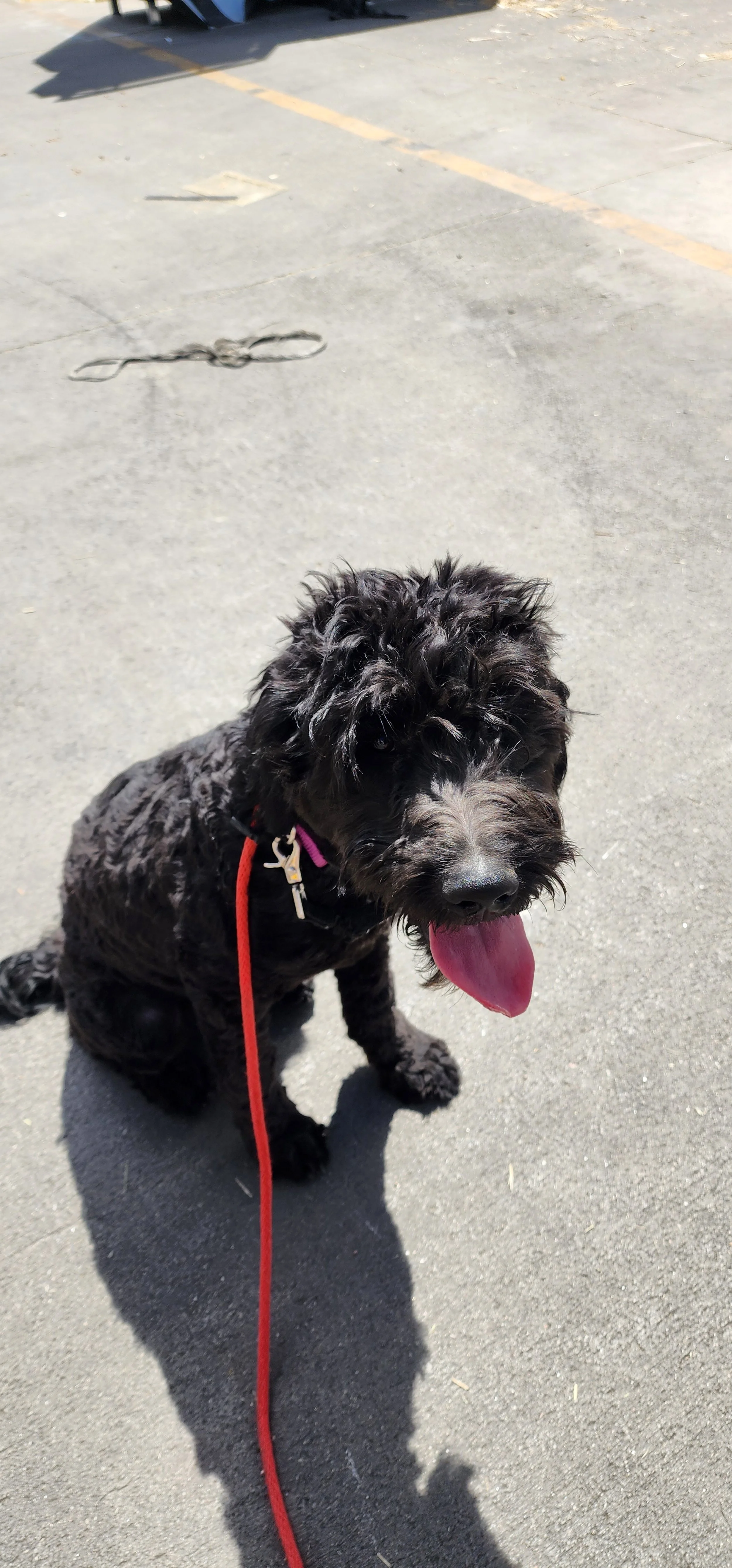 April - Female Goldendoodle