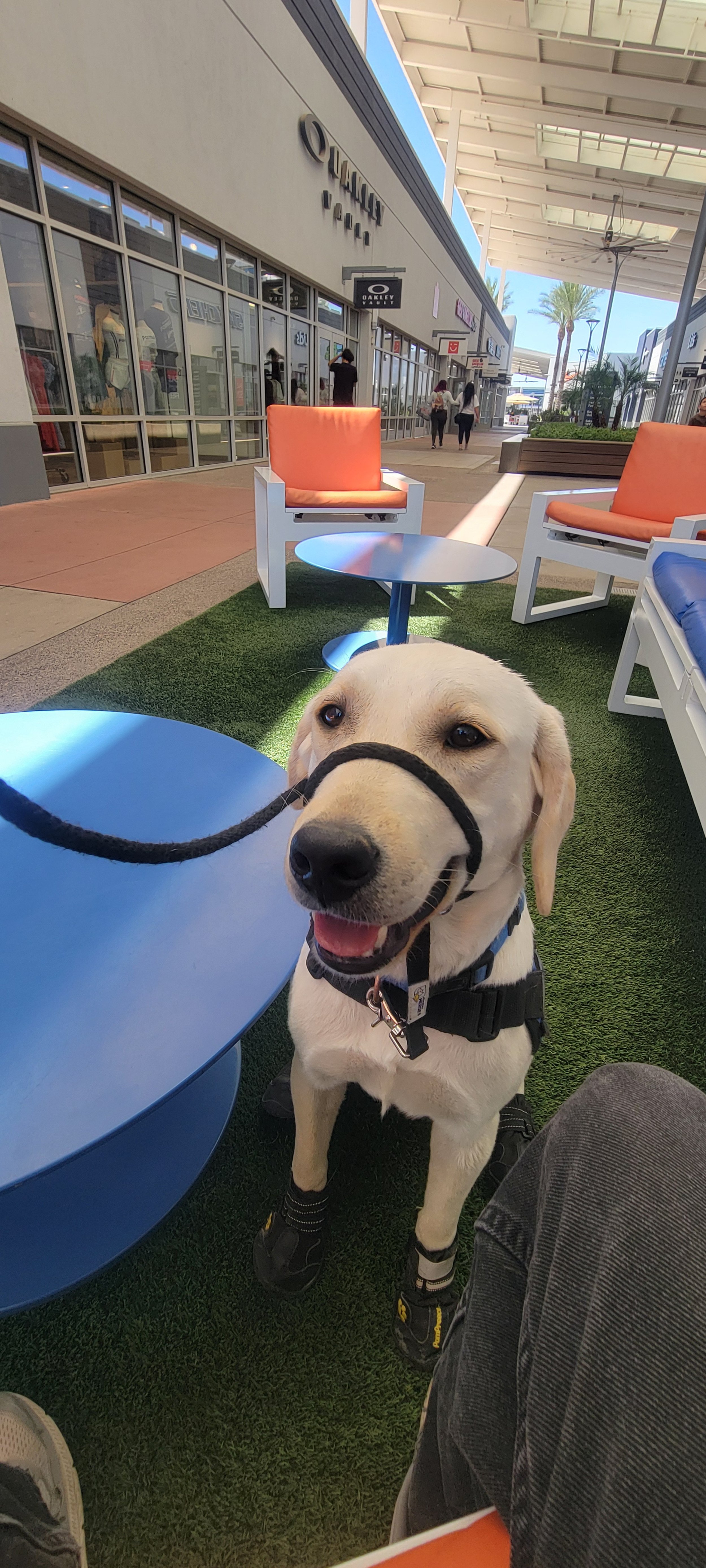 CJ - M Labrador