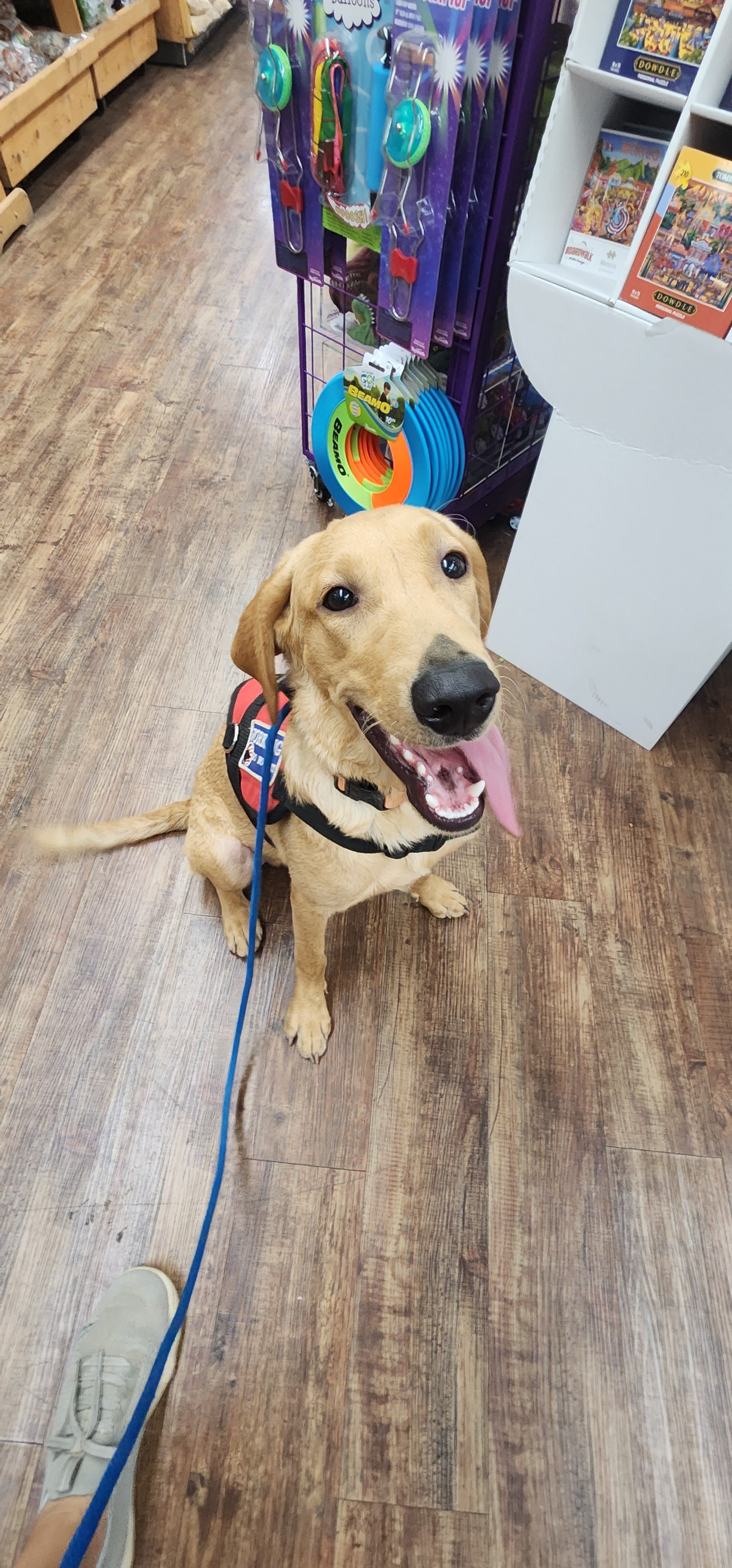 Joe-  Male Labrador