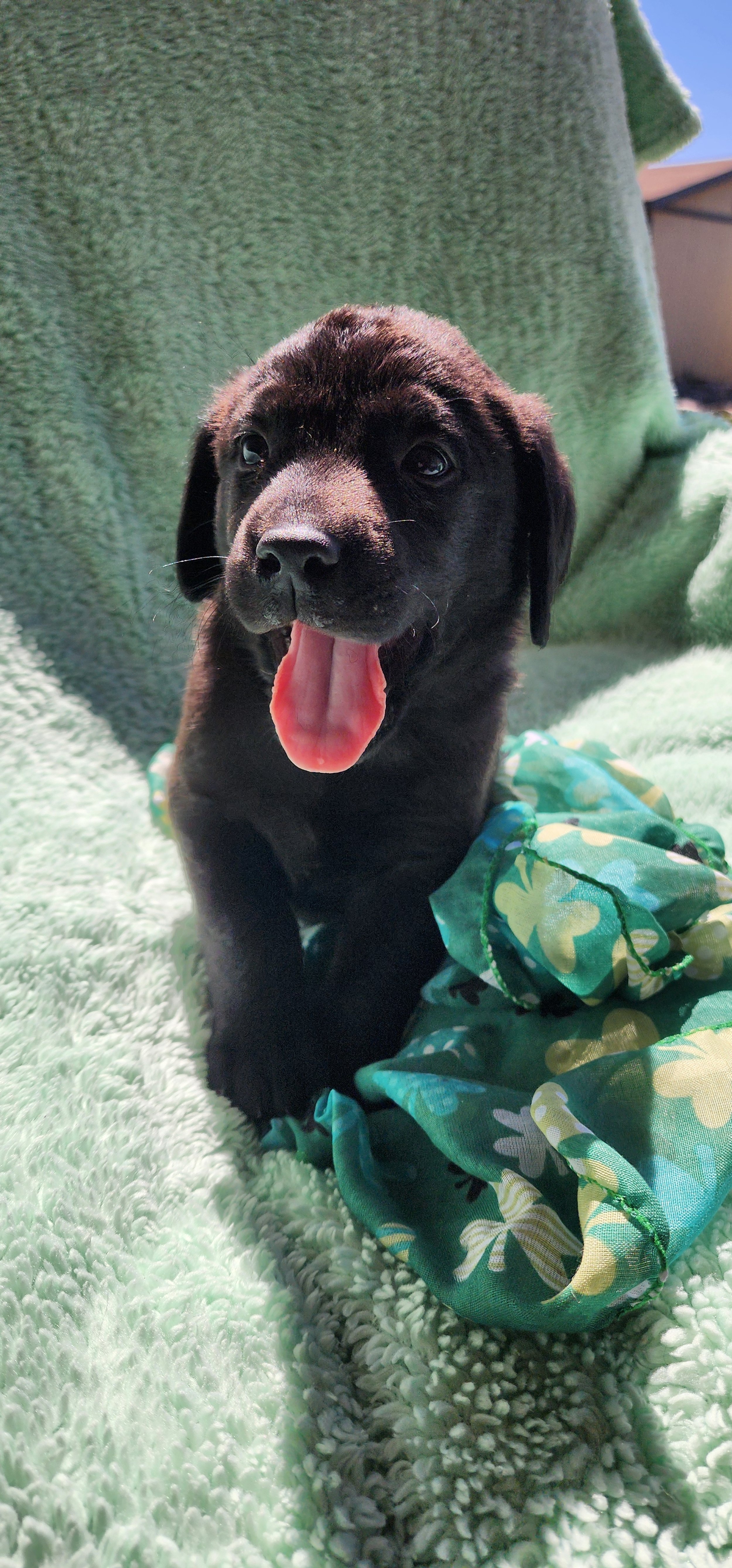 Ozzie - M Labrador