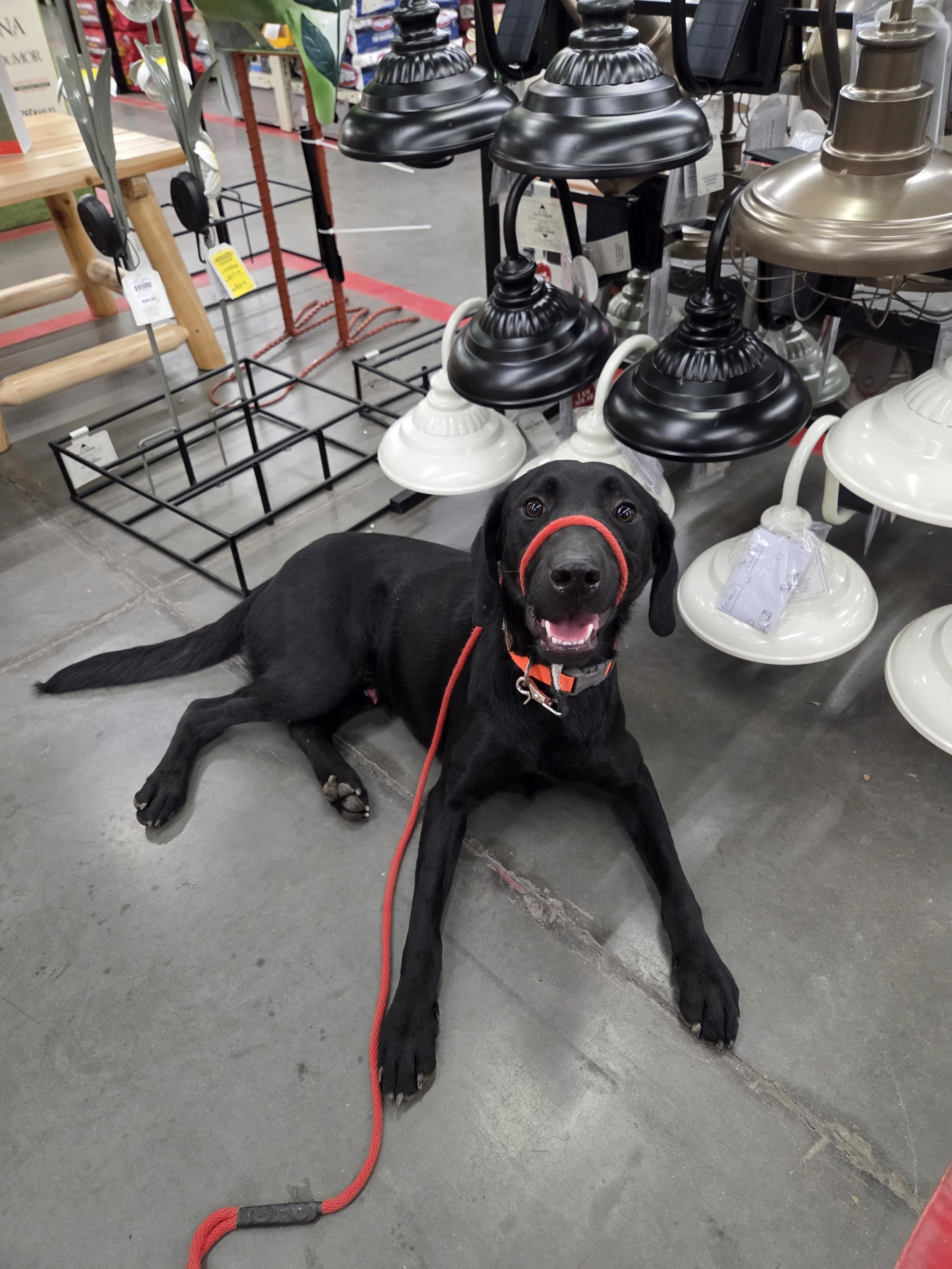 Bronx - M Labrador