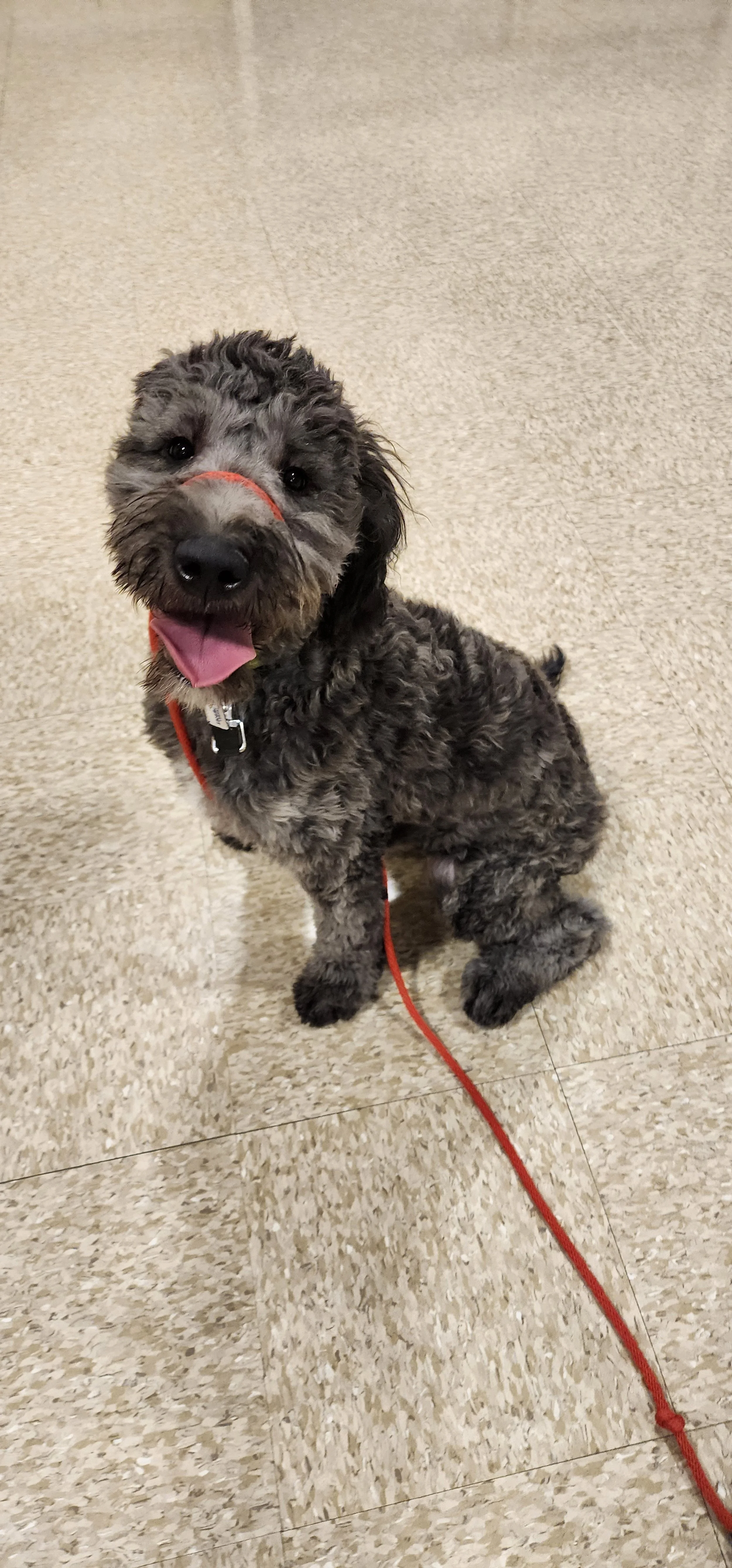Chedda -F Goldendoodle