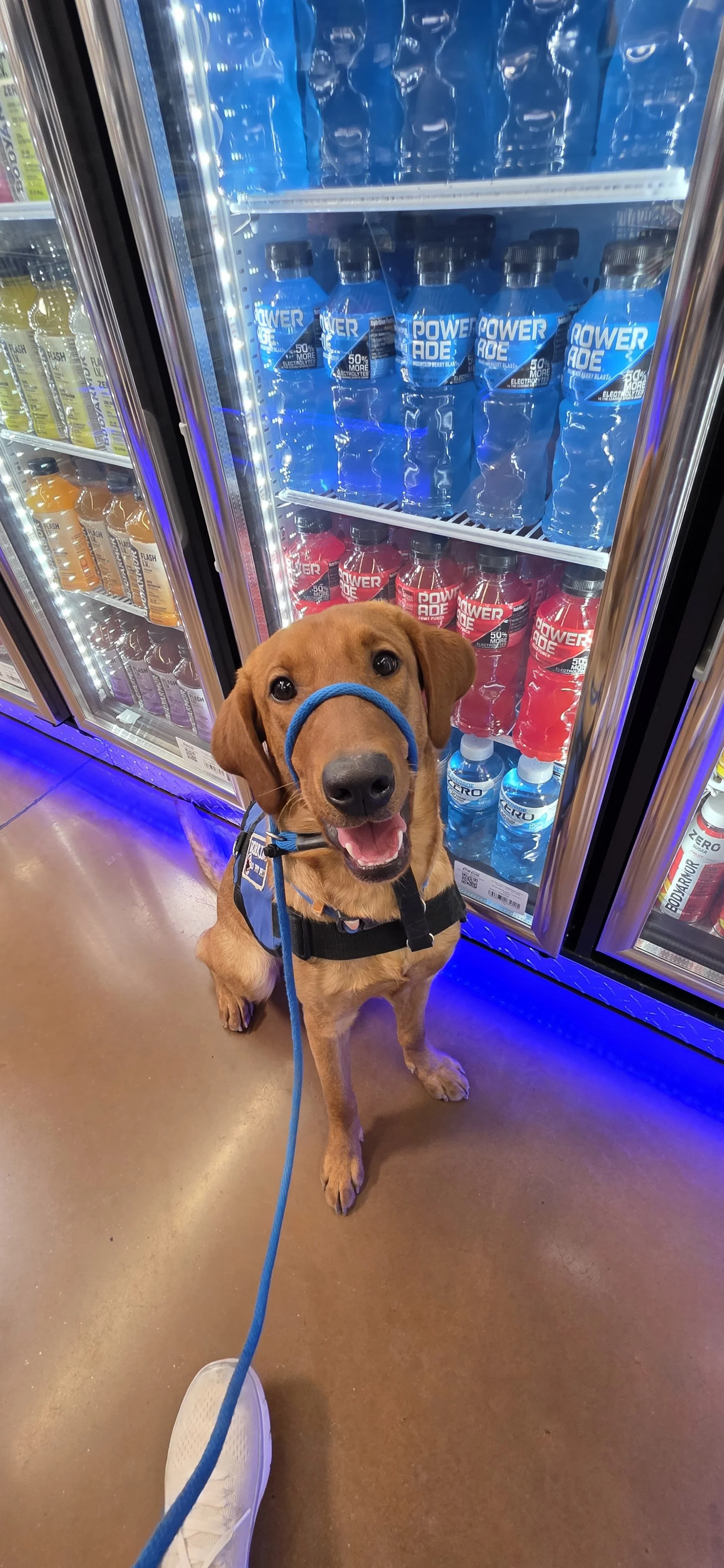 Ray - Male Labrador