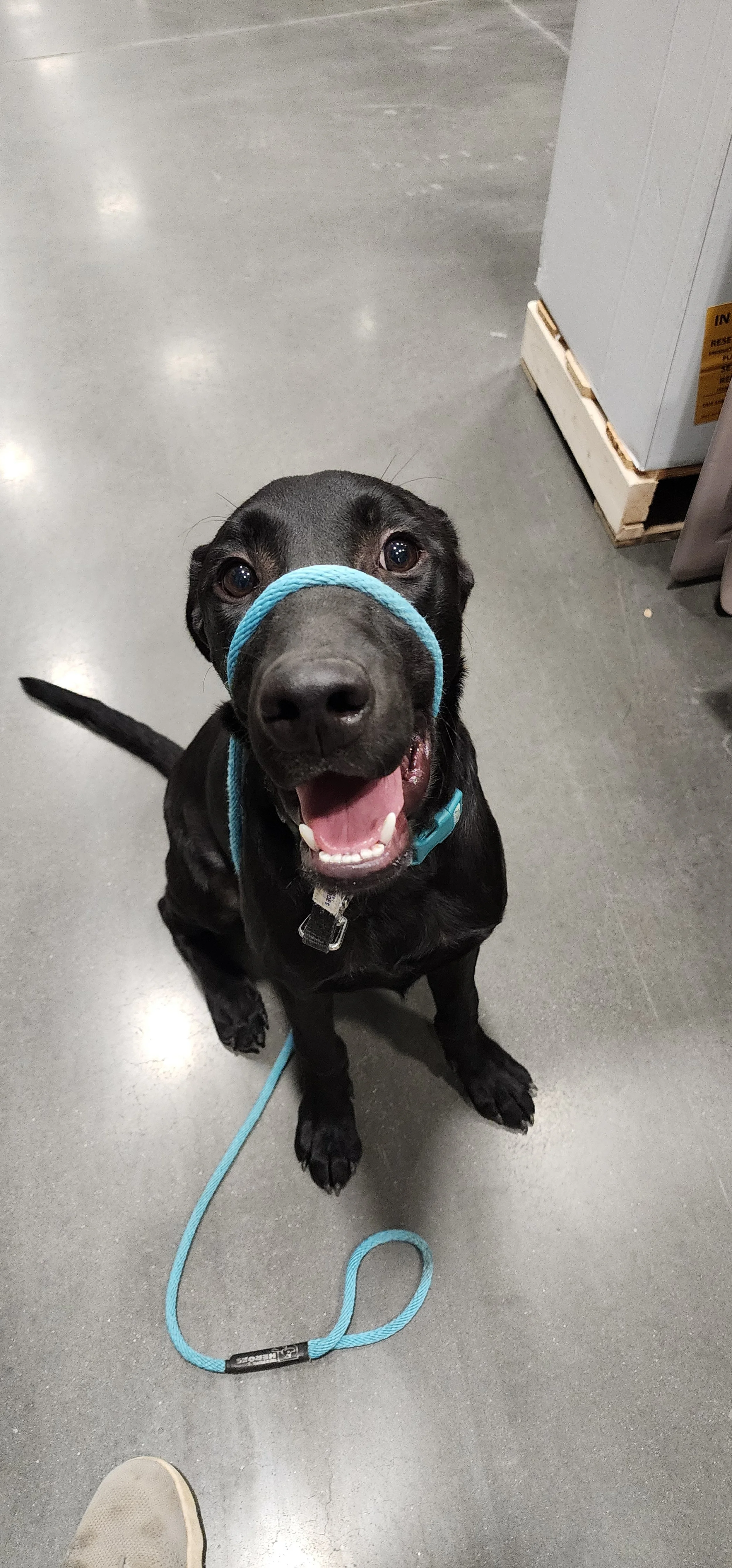 Ozzie - M Labrador