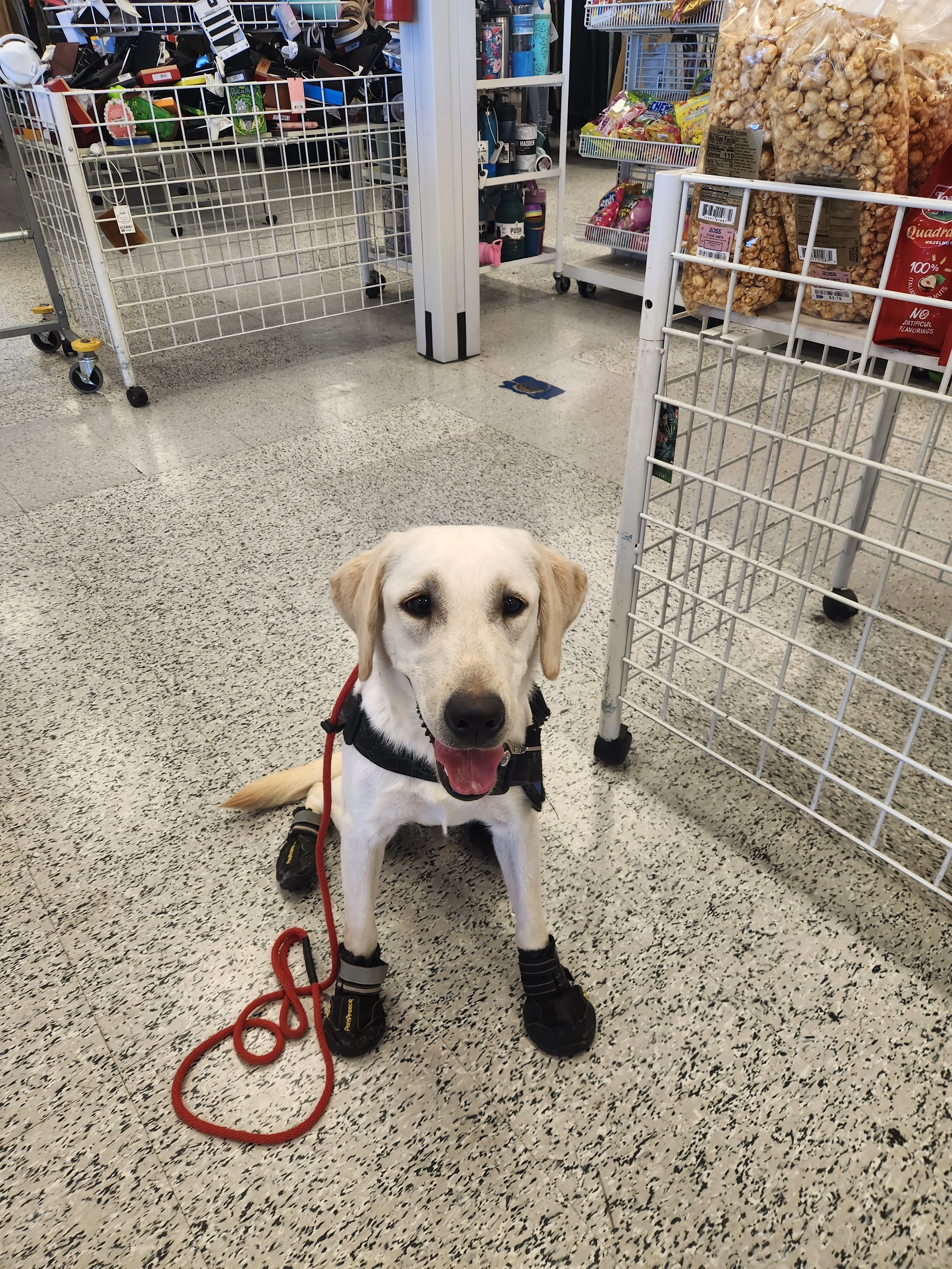 Lily - F Labrador
