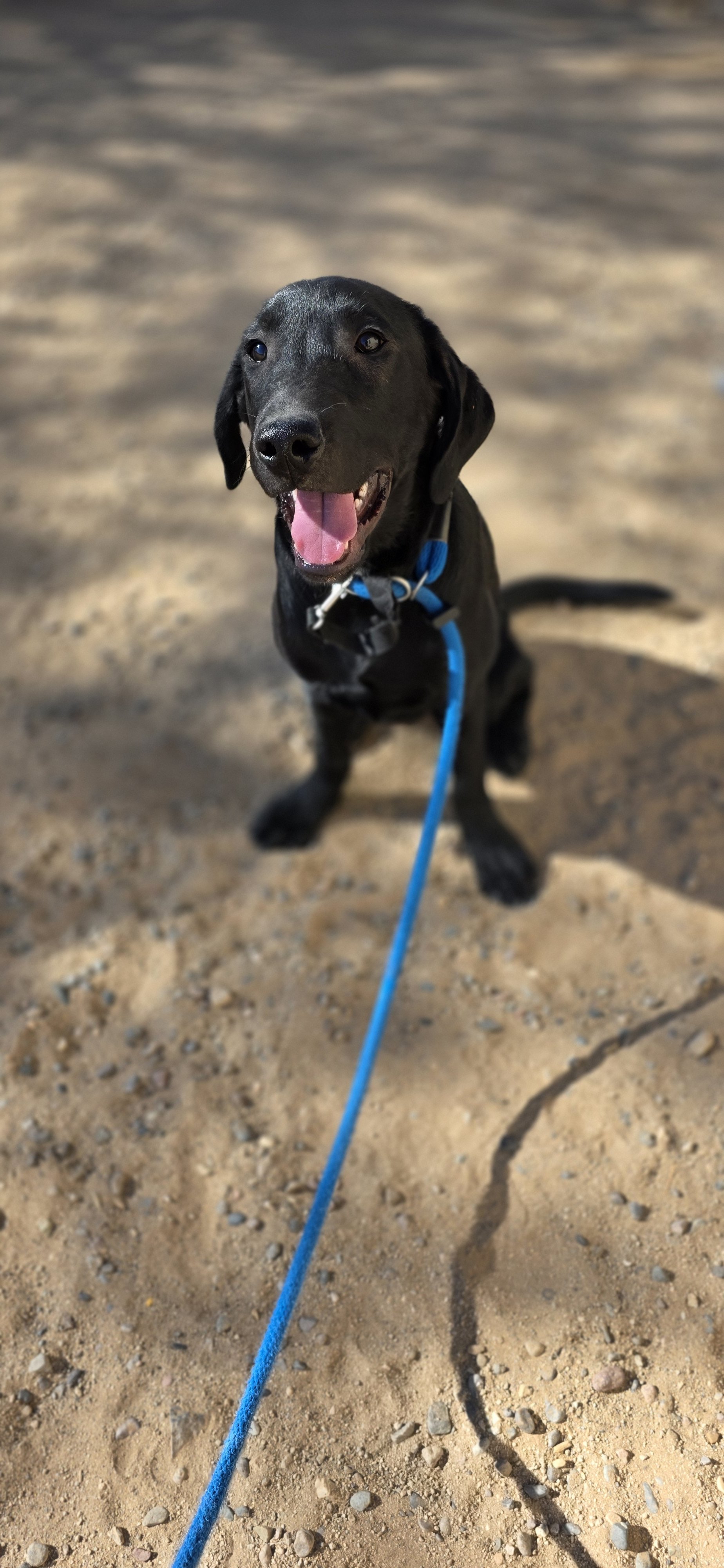 Oakley M Labrador