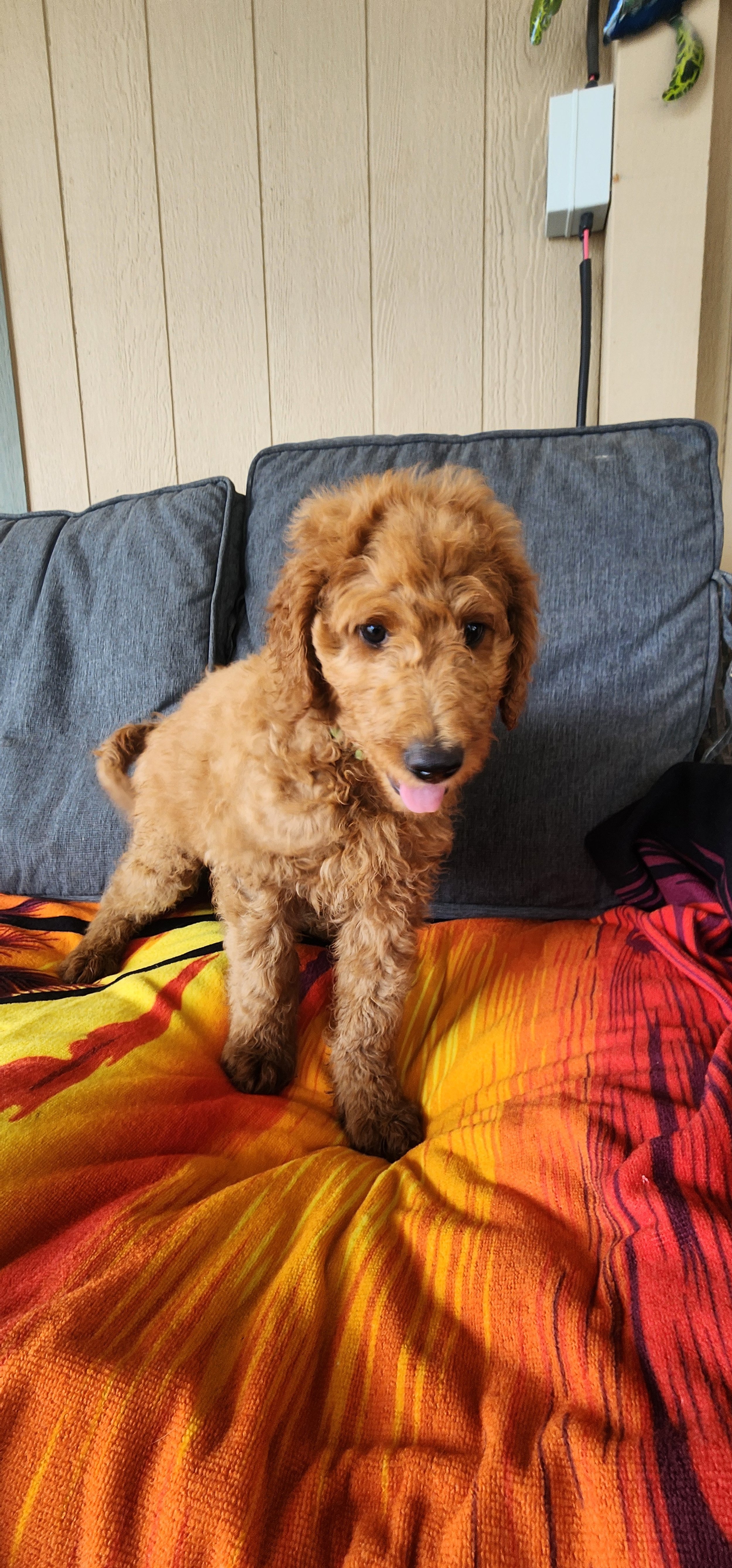 Pica (pronounced Peeku)- M Goldendoodle