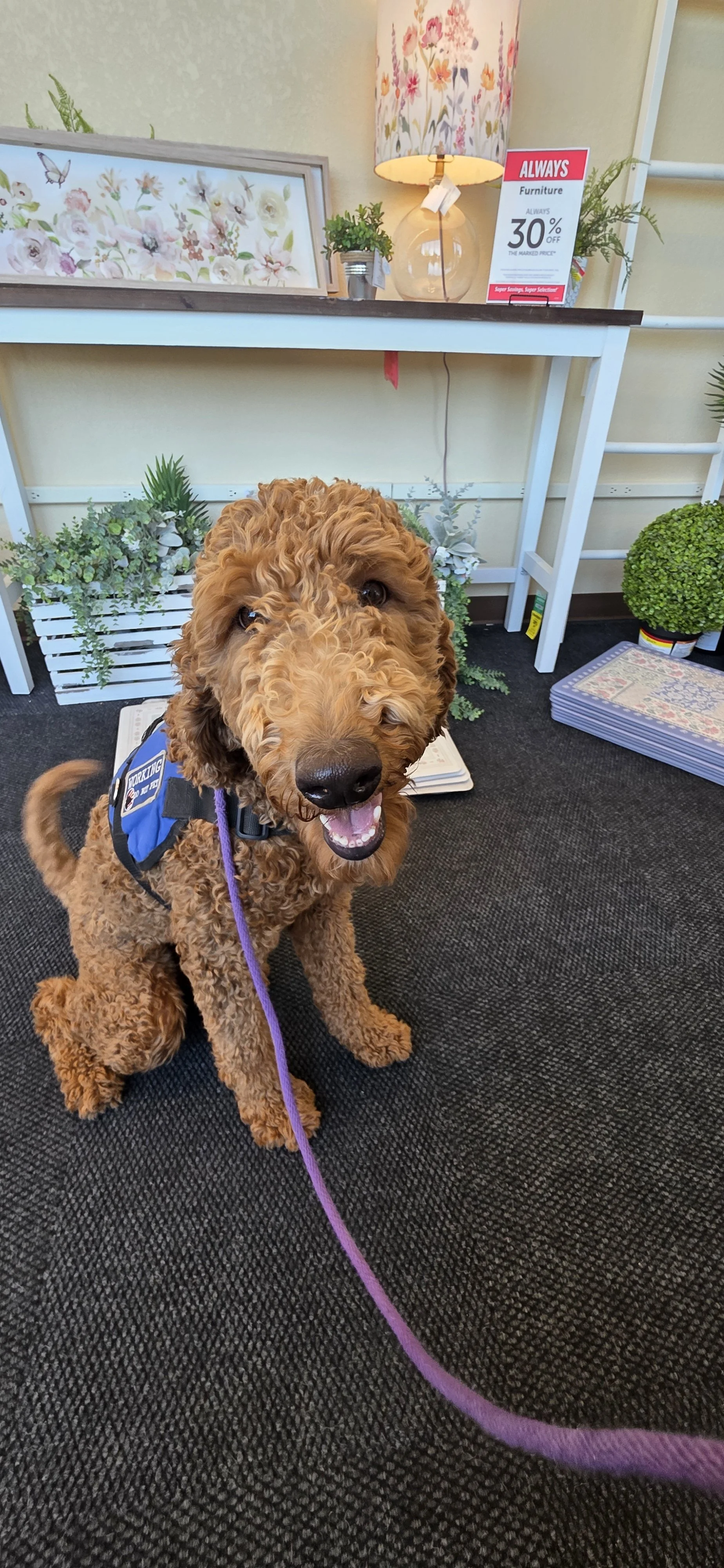 Brandy - F Goldendoodle