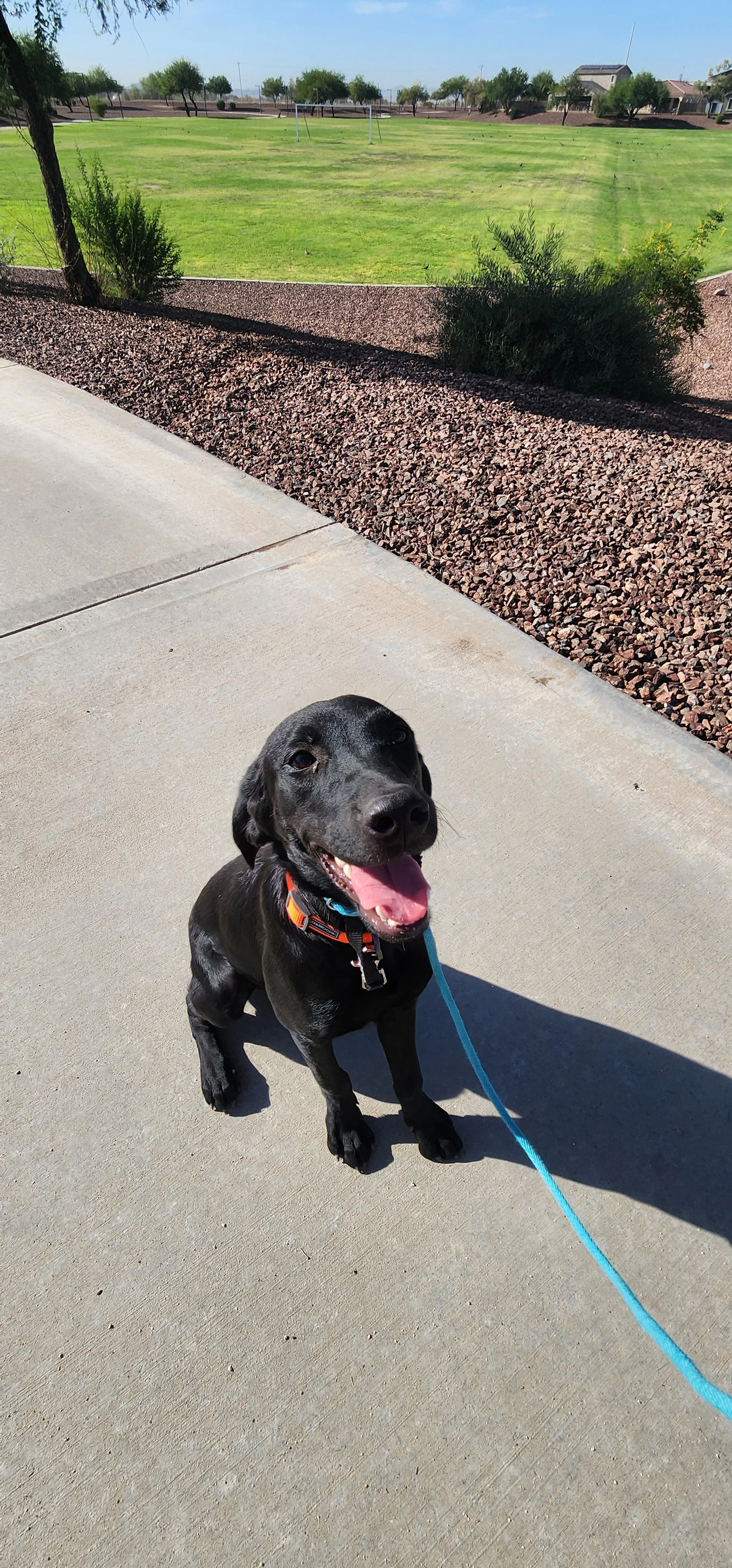 Bronx - M Labrador
