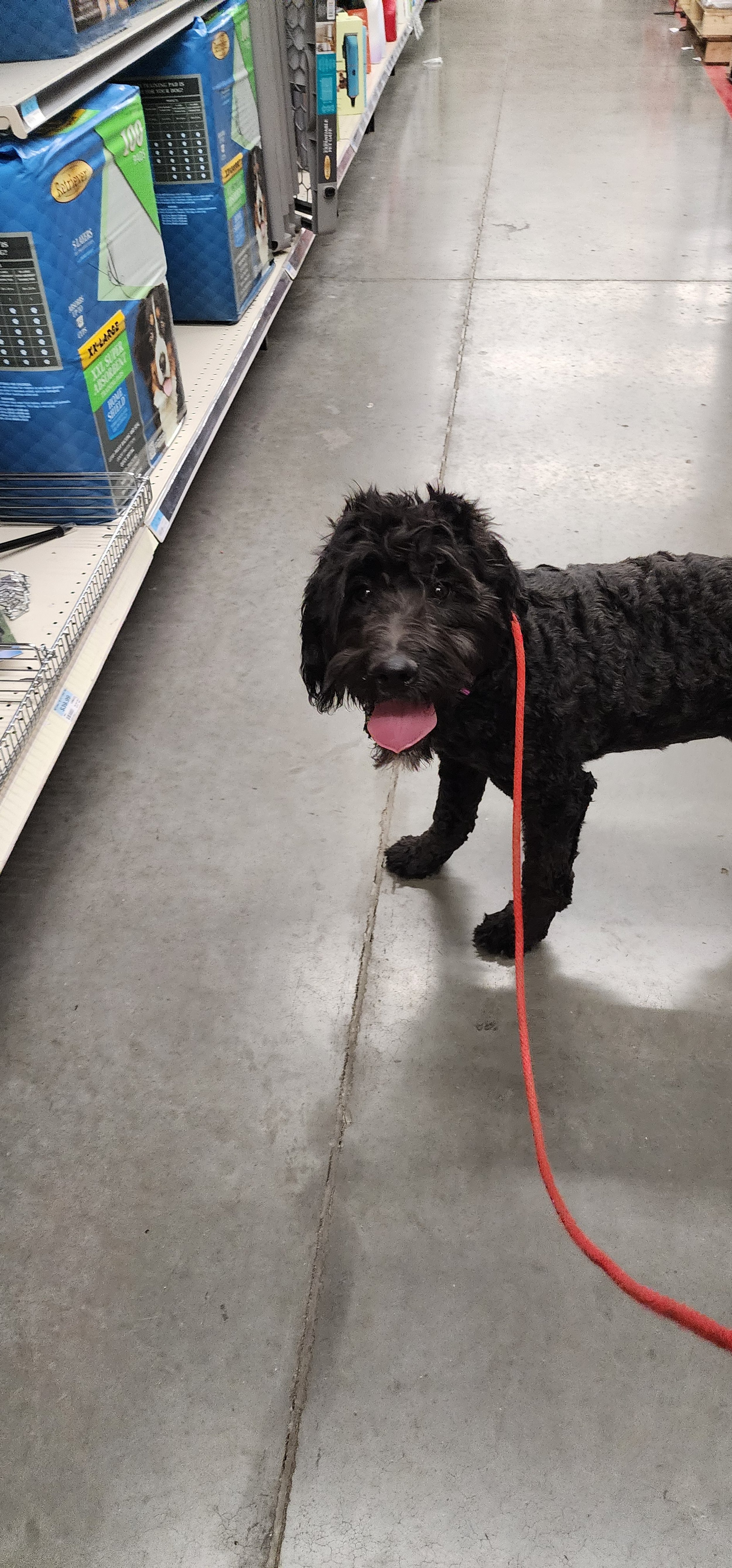 April - Female Goldendoodle