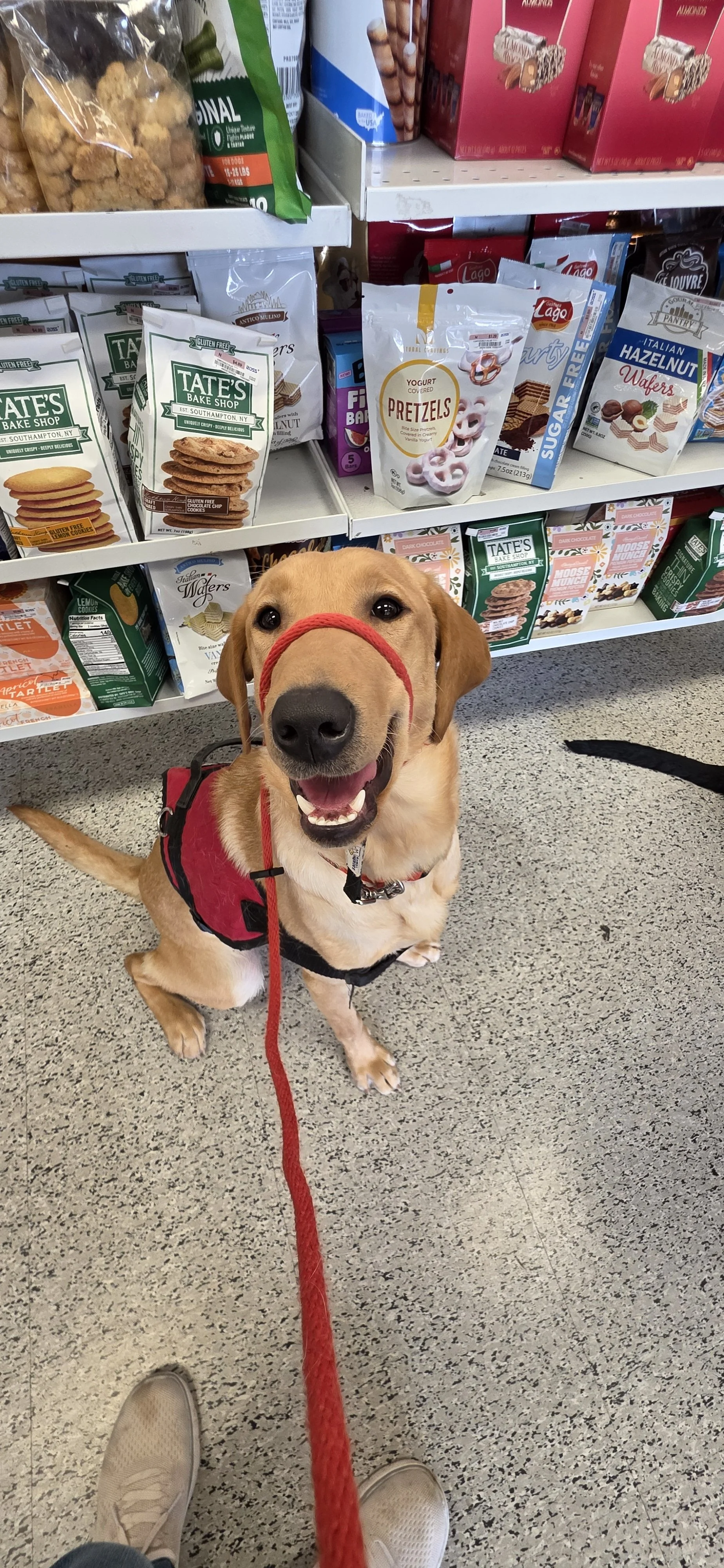 Buddy - Male Labrador