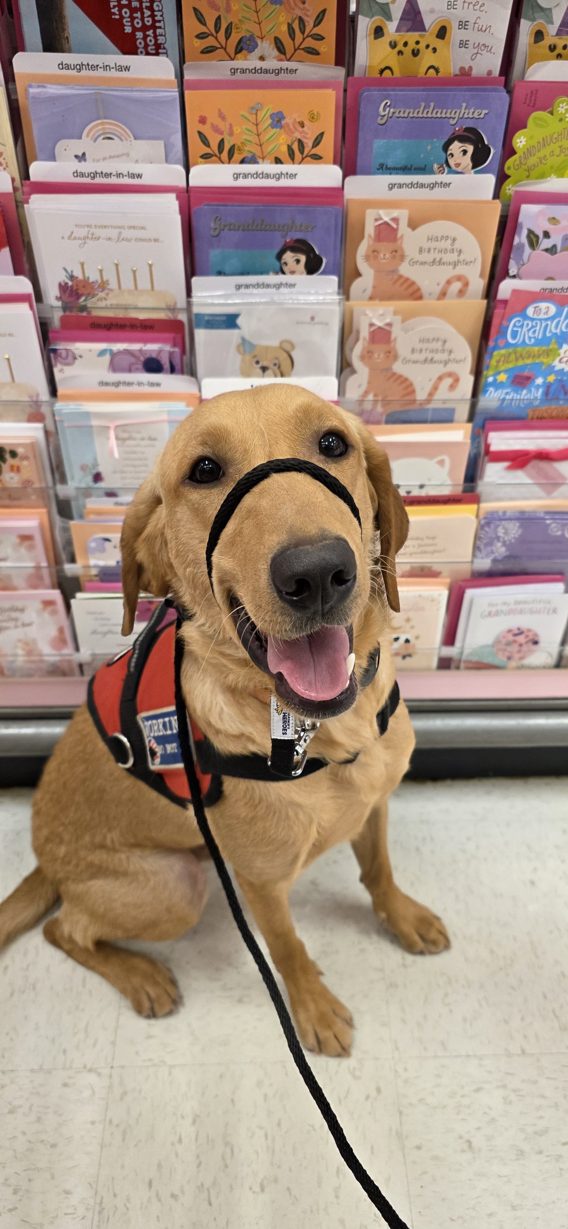 Joe-  Male Labrador