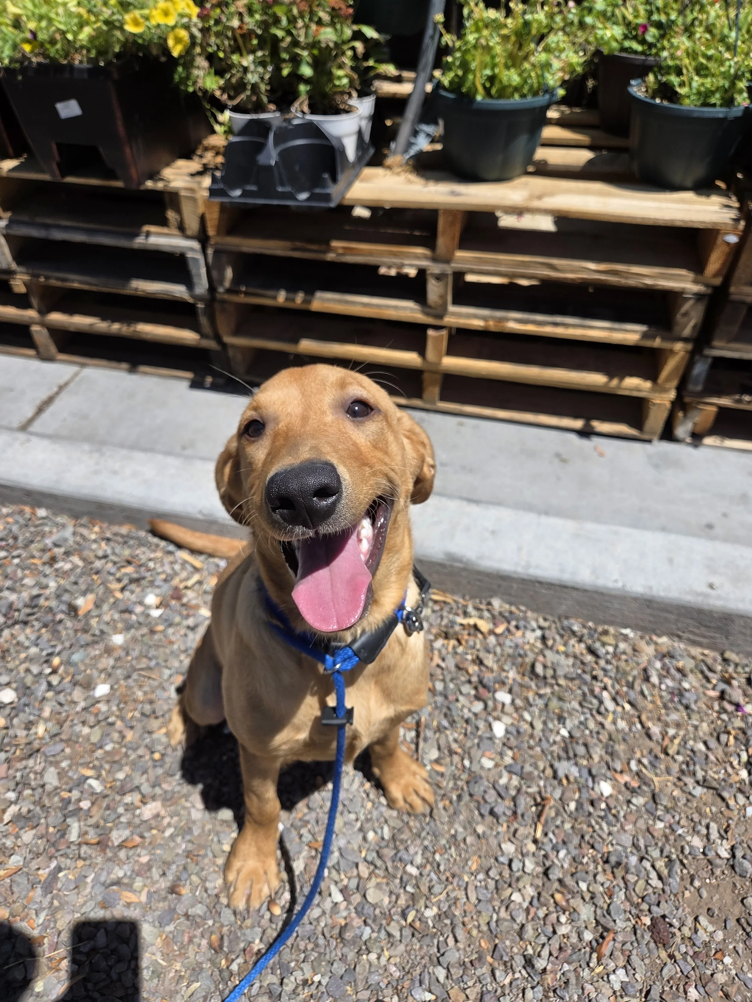 Ranger - M Labrador