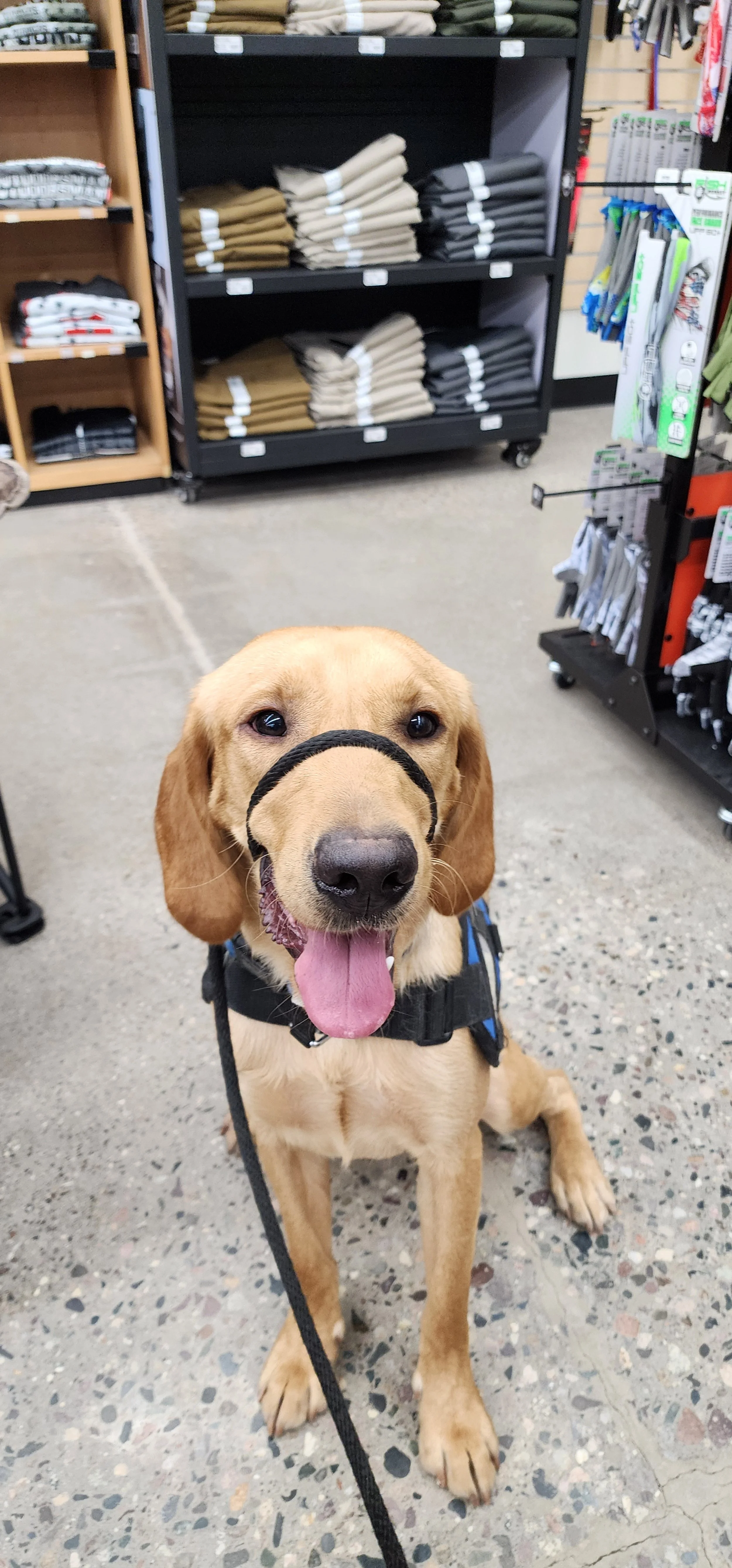CJ - Labrador