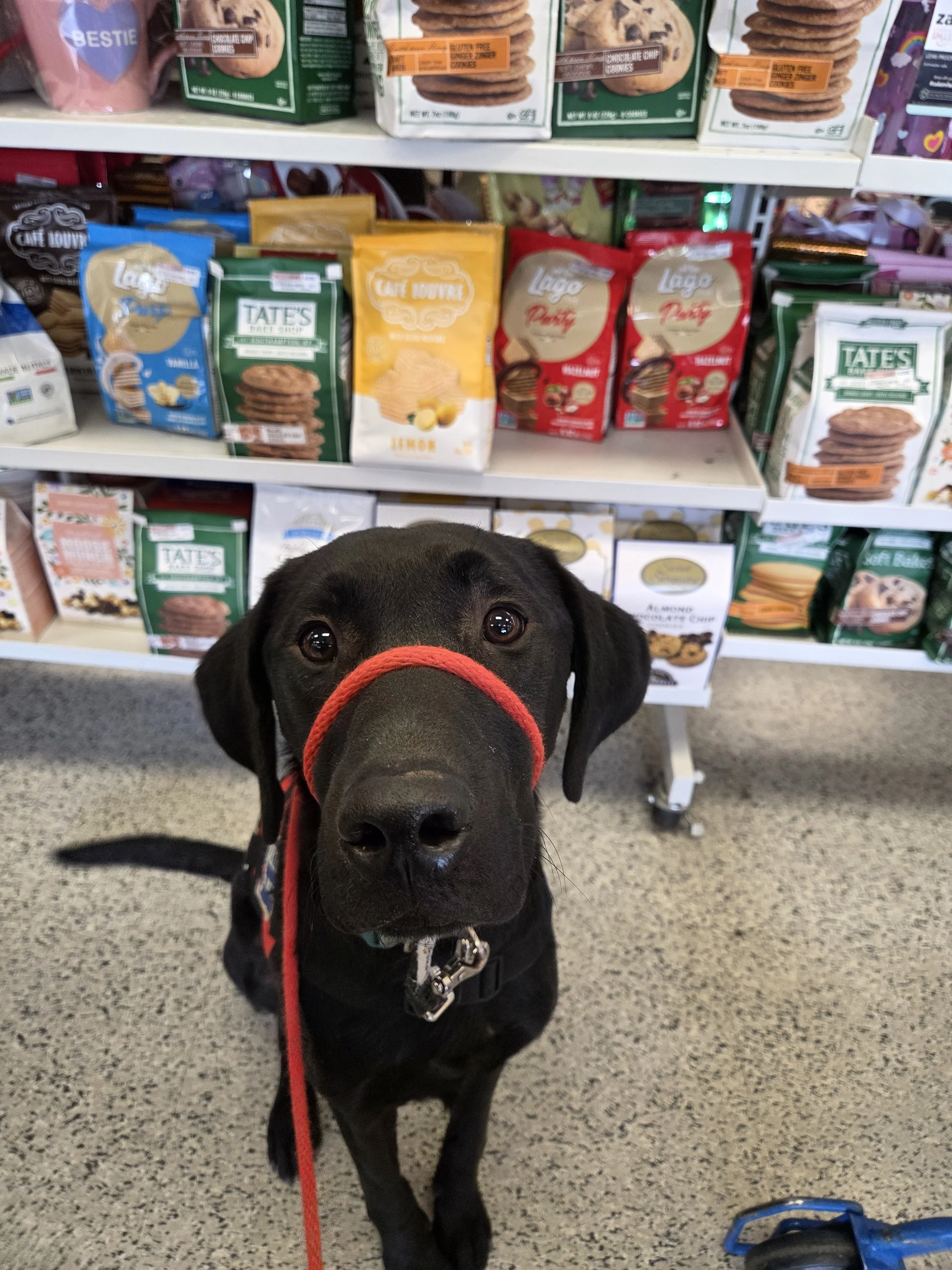 Ozzie - M Labrador