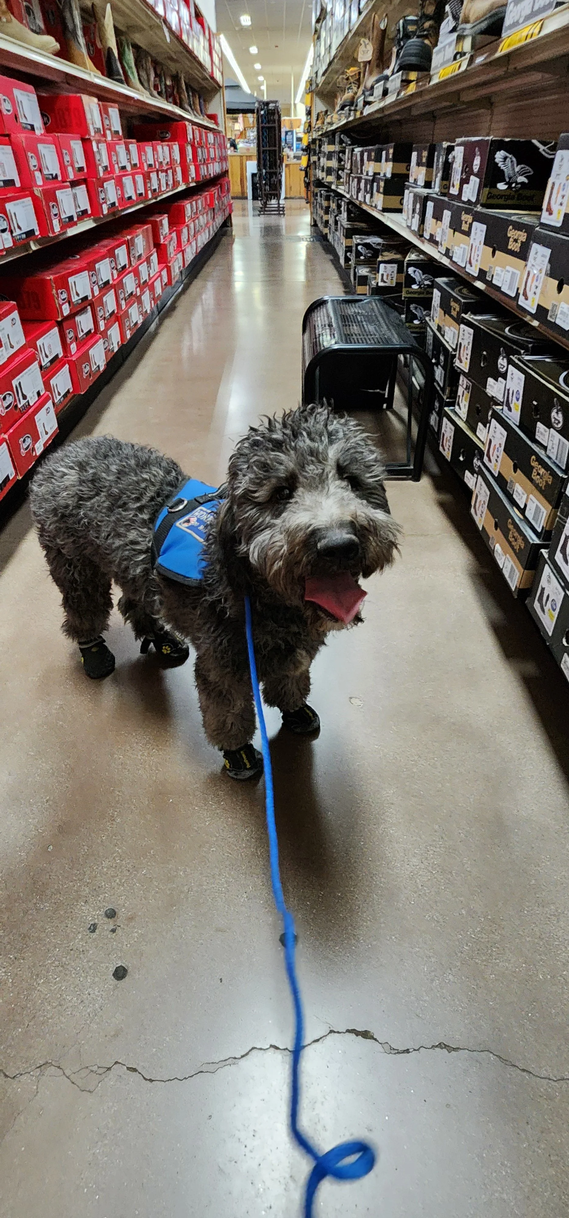 June F Goldendoodle 