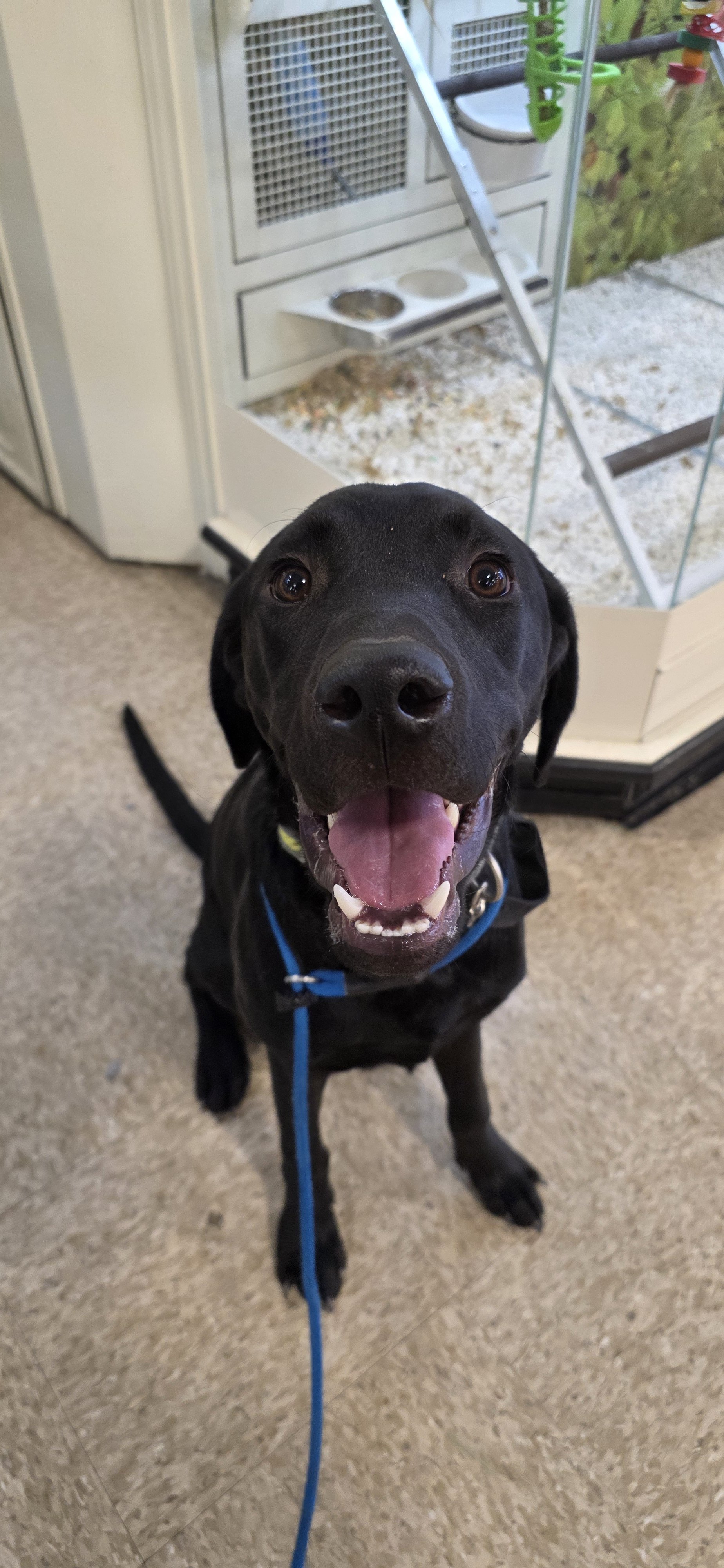 Radar - M Labrador