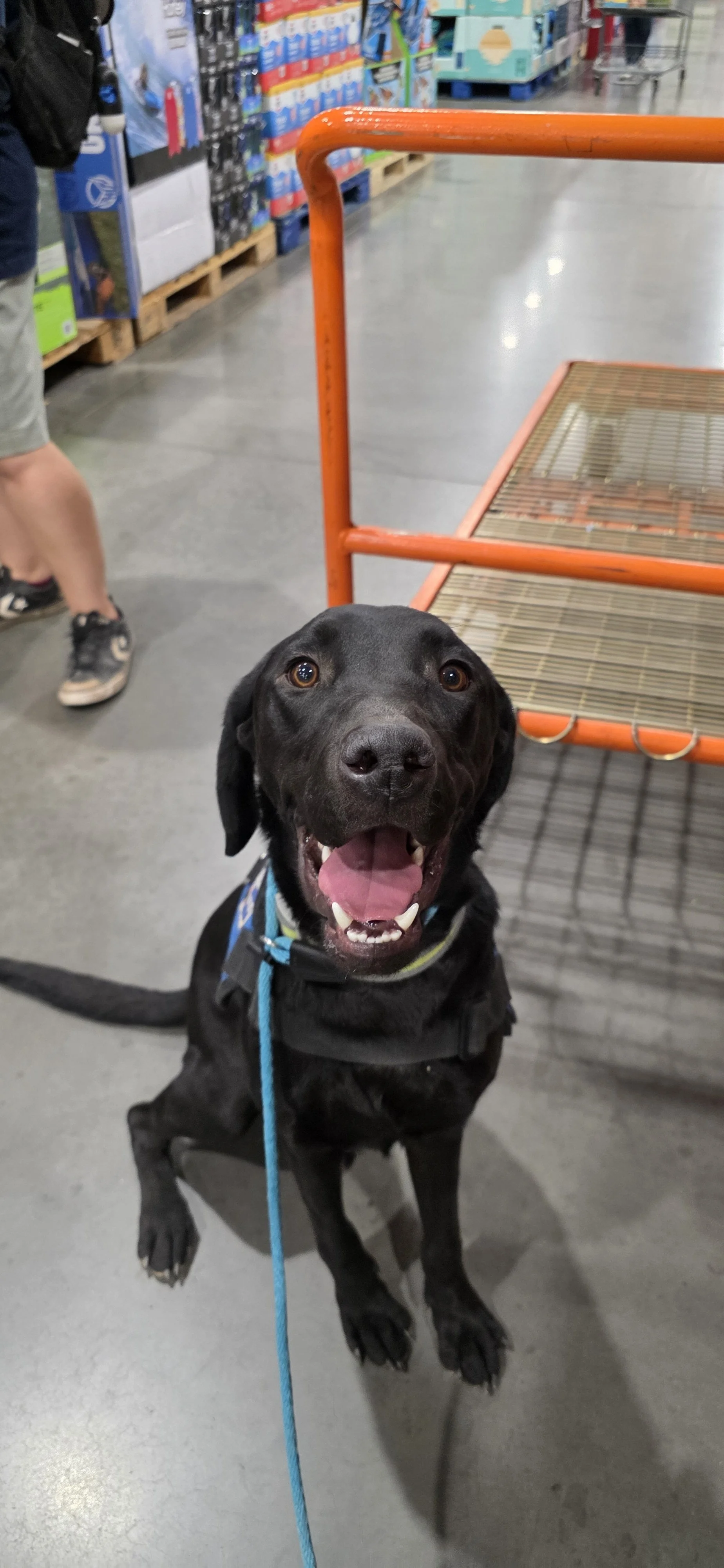 Radar - M Labrador