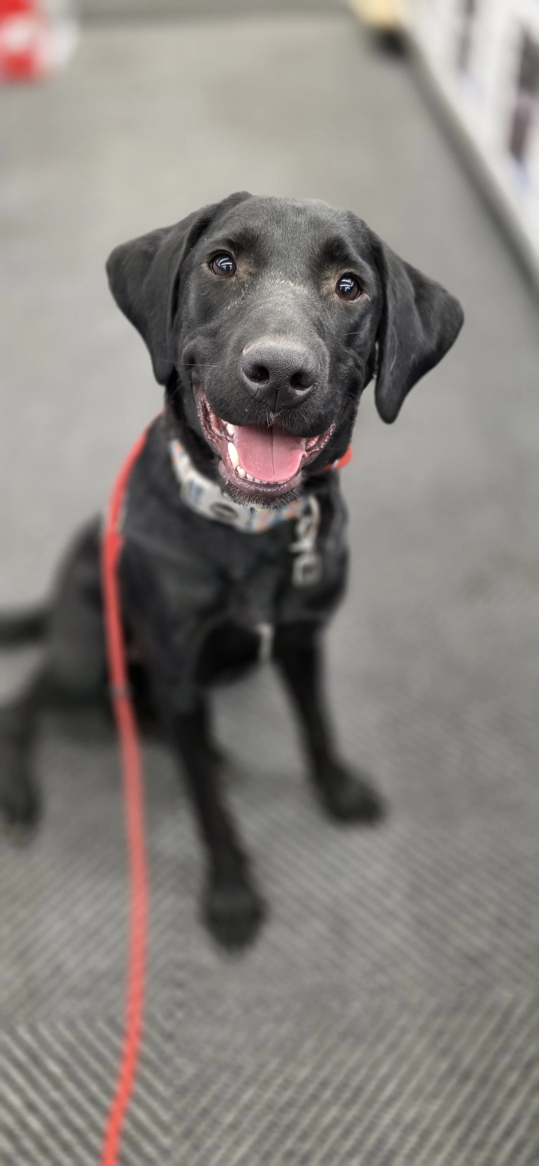Austin - M Labrador
