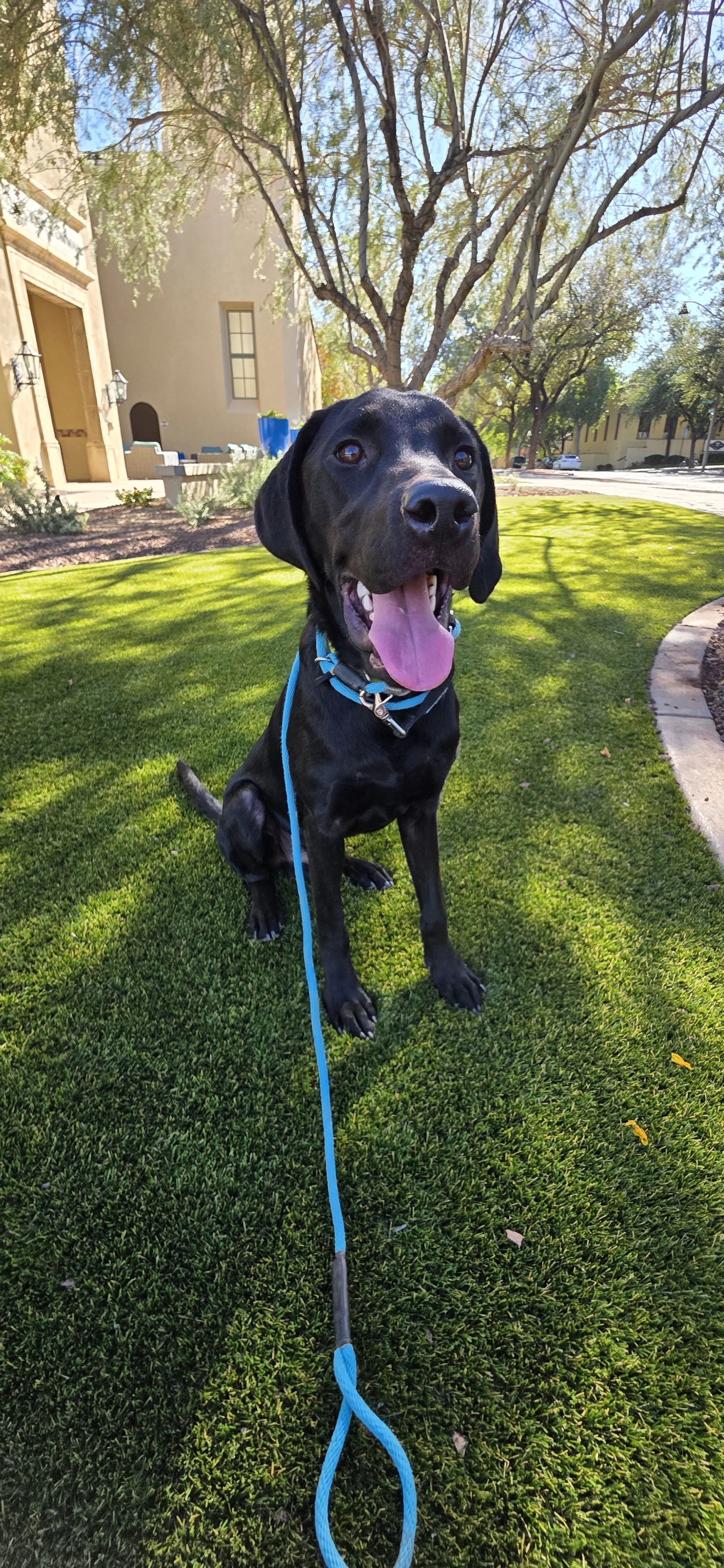 Radar - M Labrador