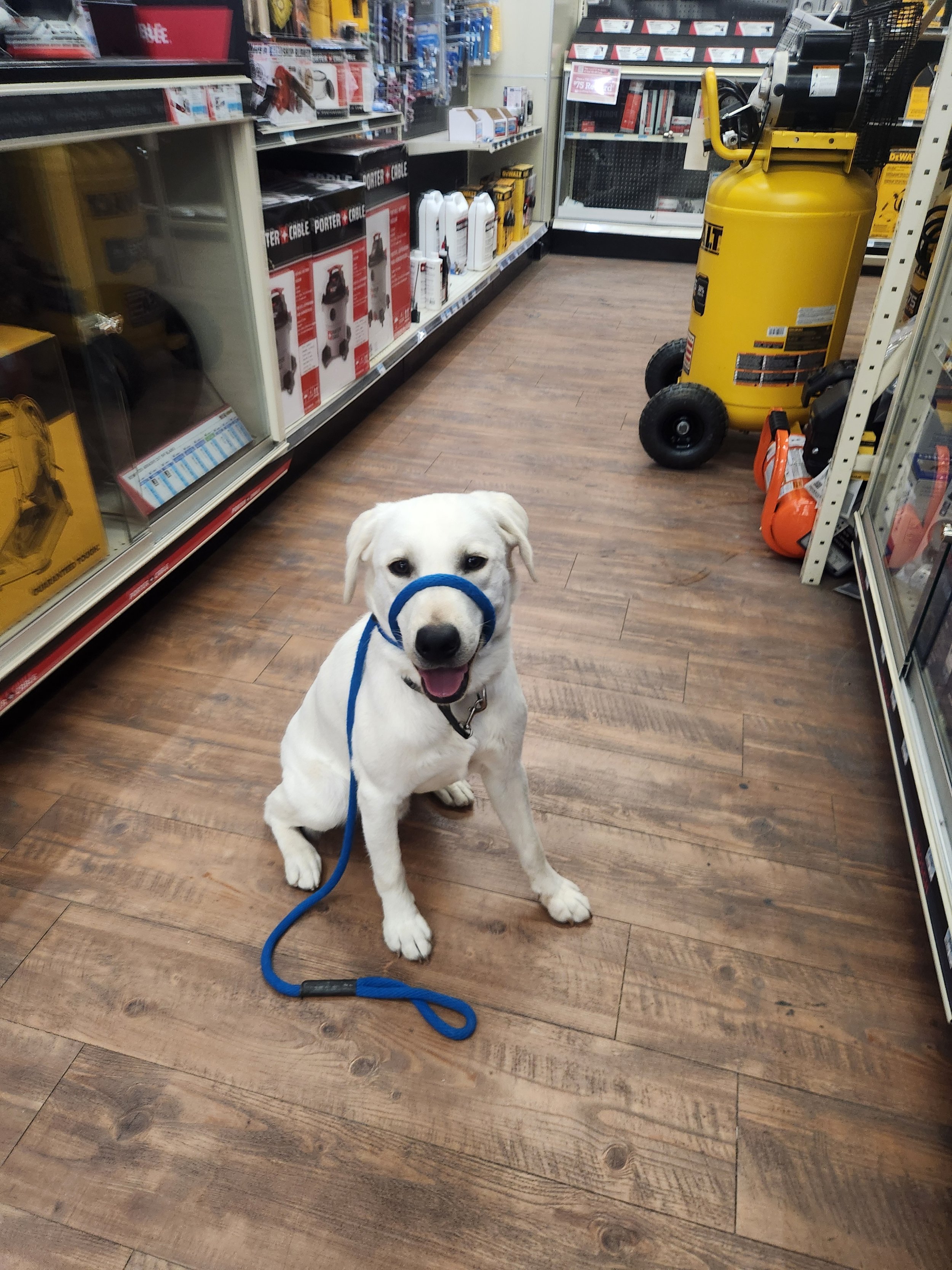 Milo - Male Labrador