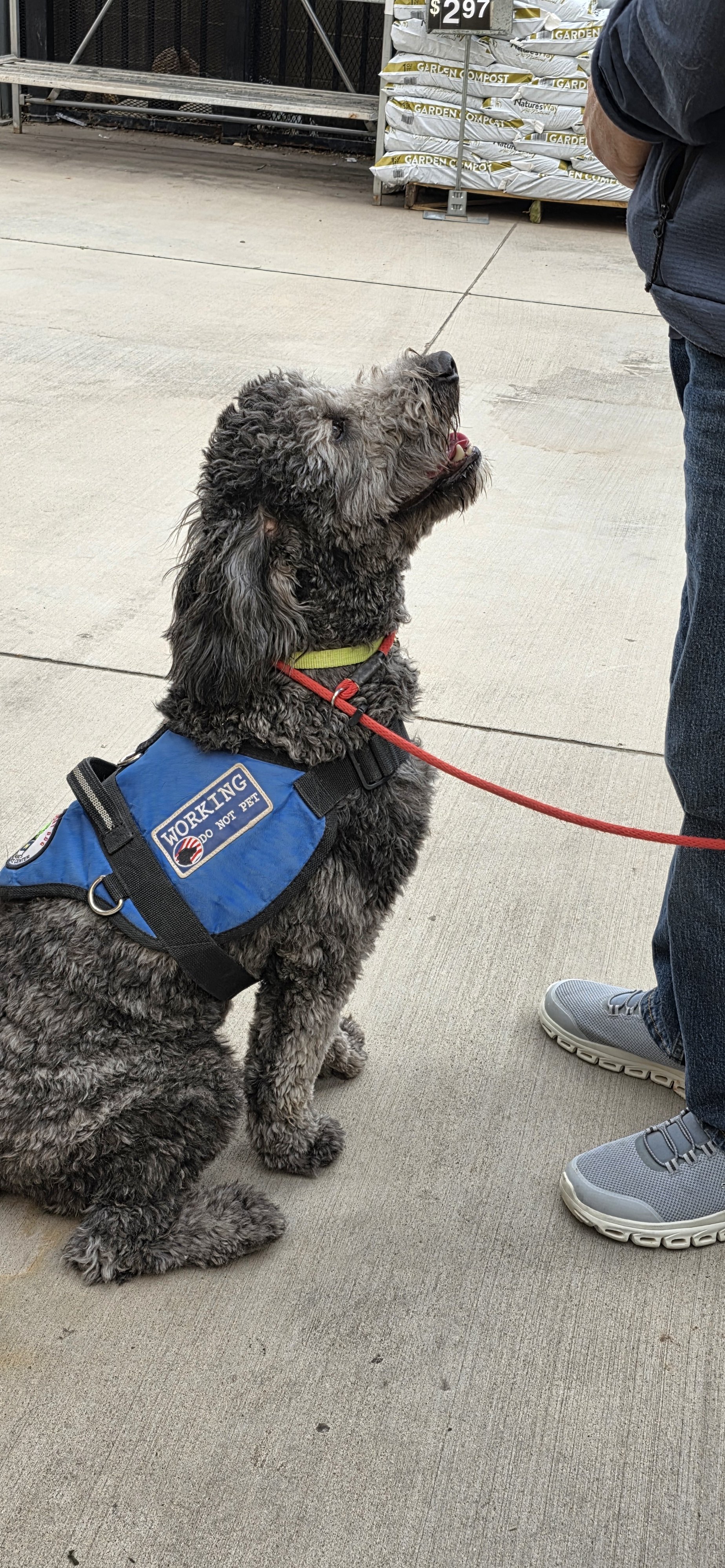 June F Goldendoodle 