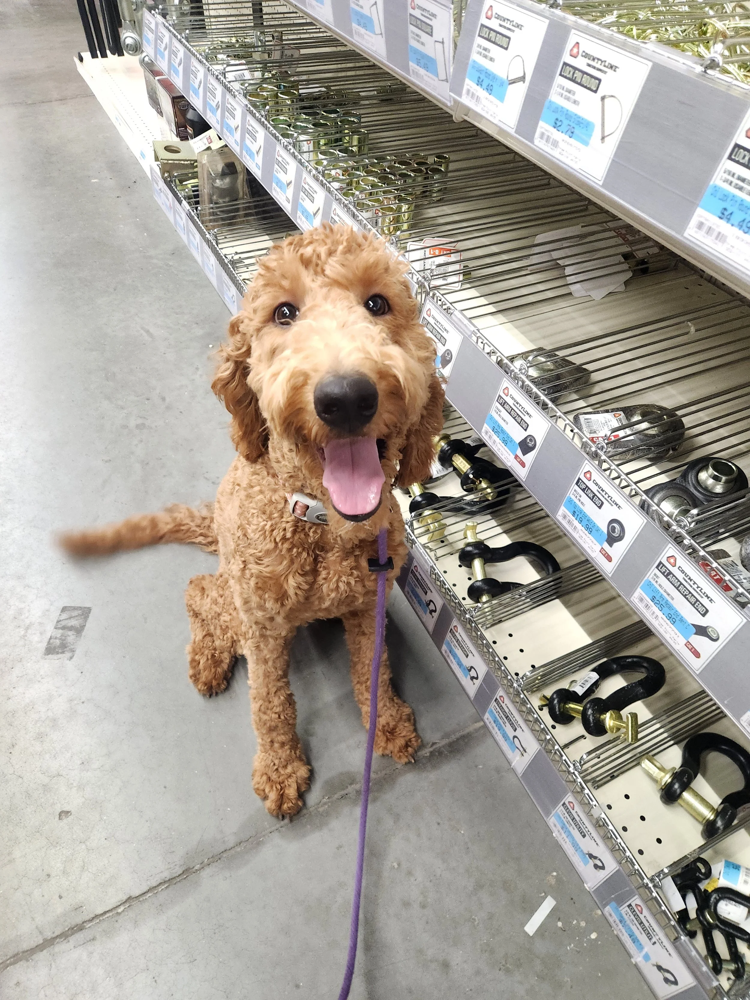 Brandy - F Goldendoodle
