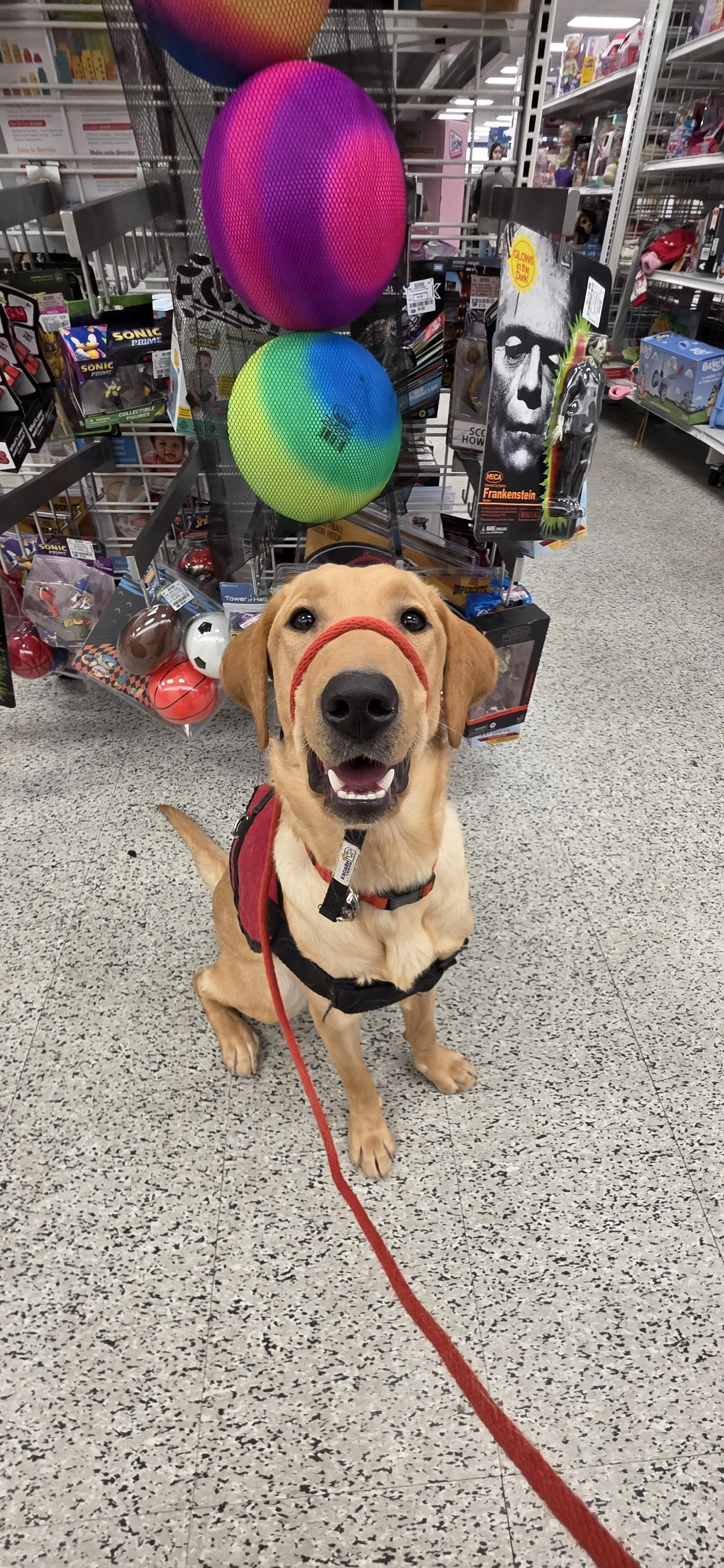 Buddy - Male Labrador