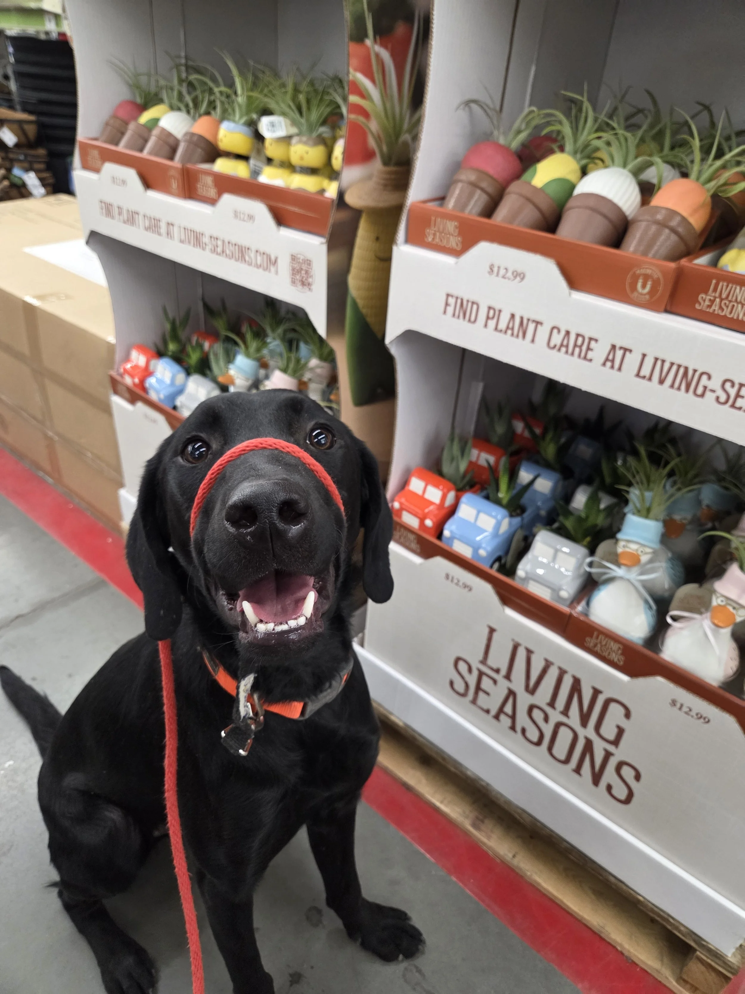 Bronx - M Labrador