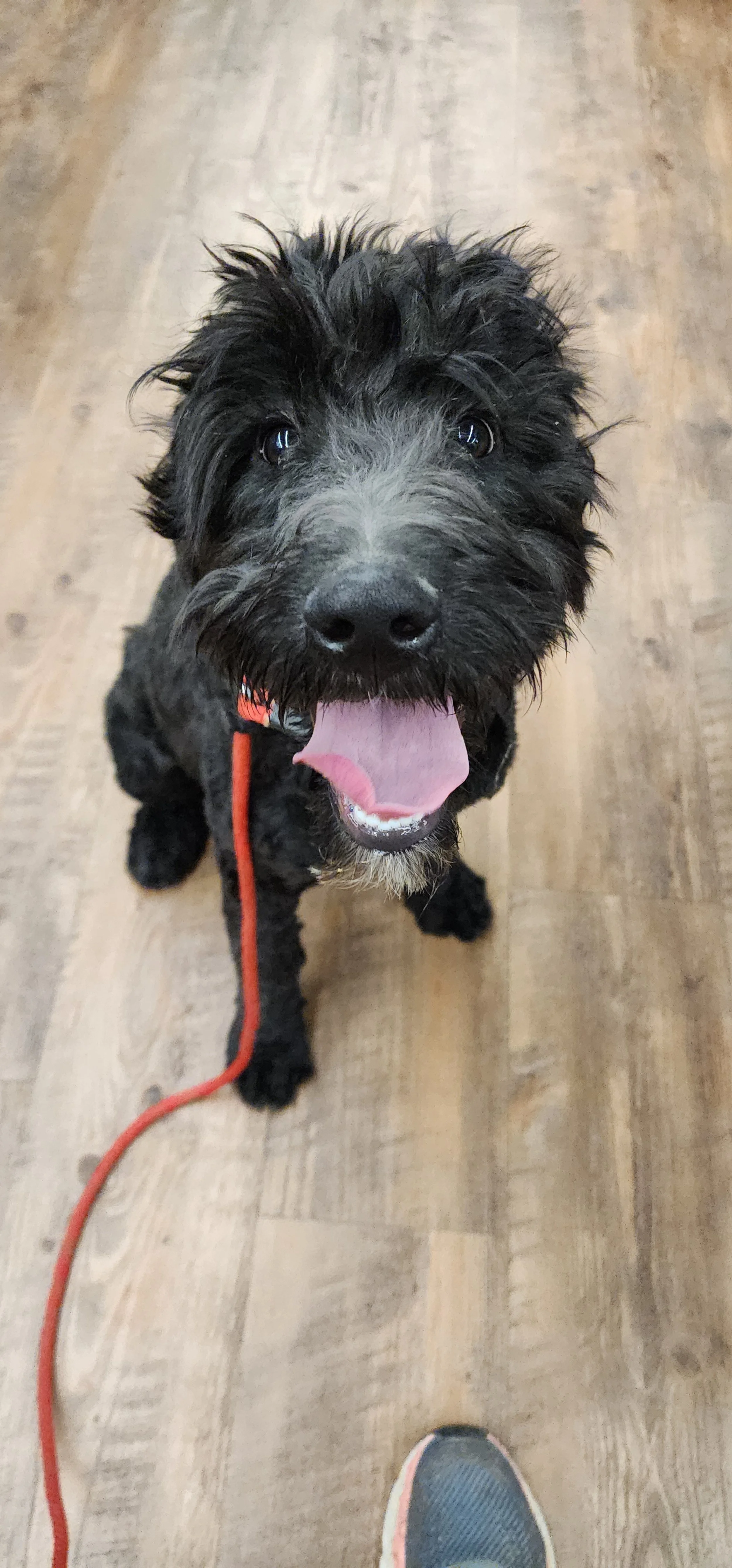 April - Female Goldendoodle