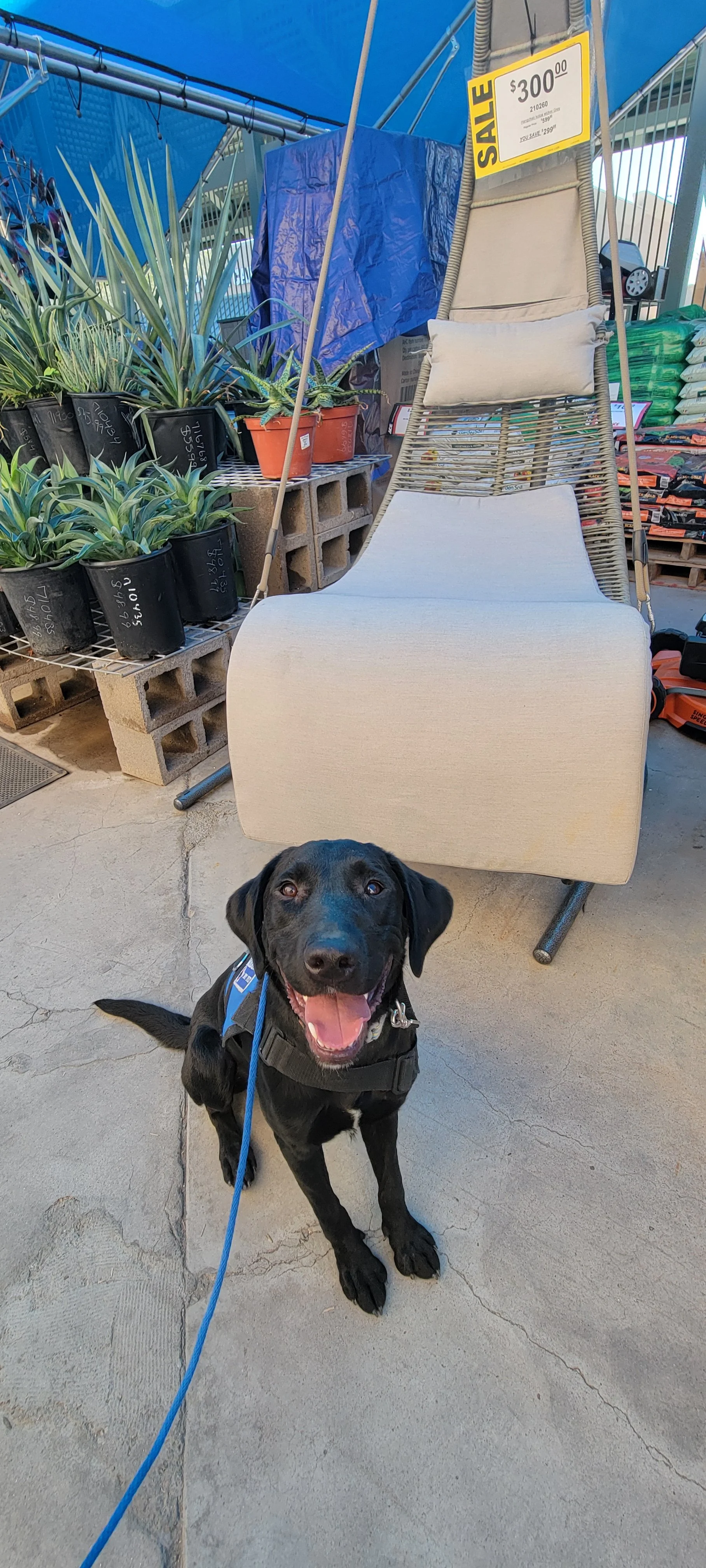 Austin - M Labrador