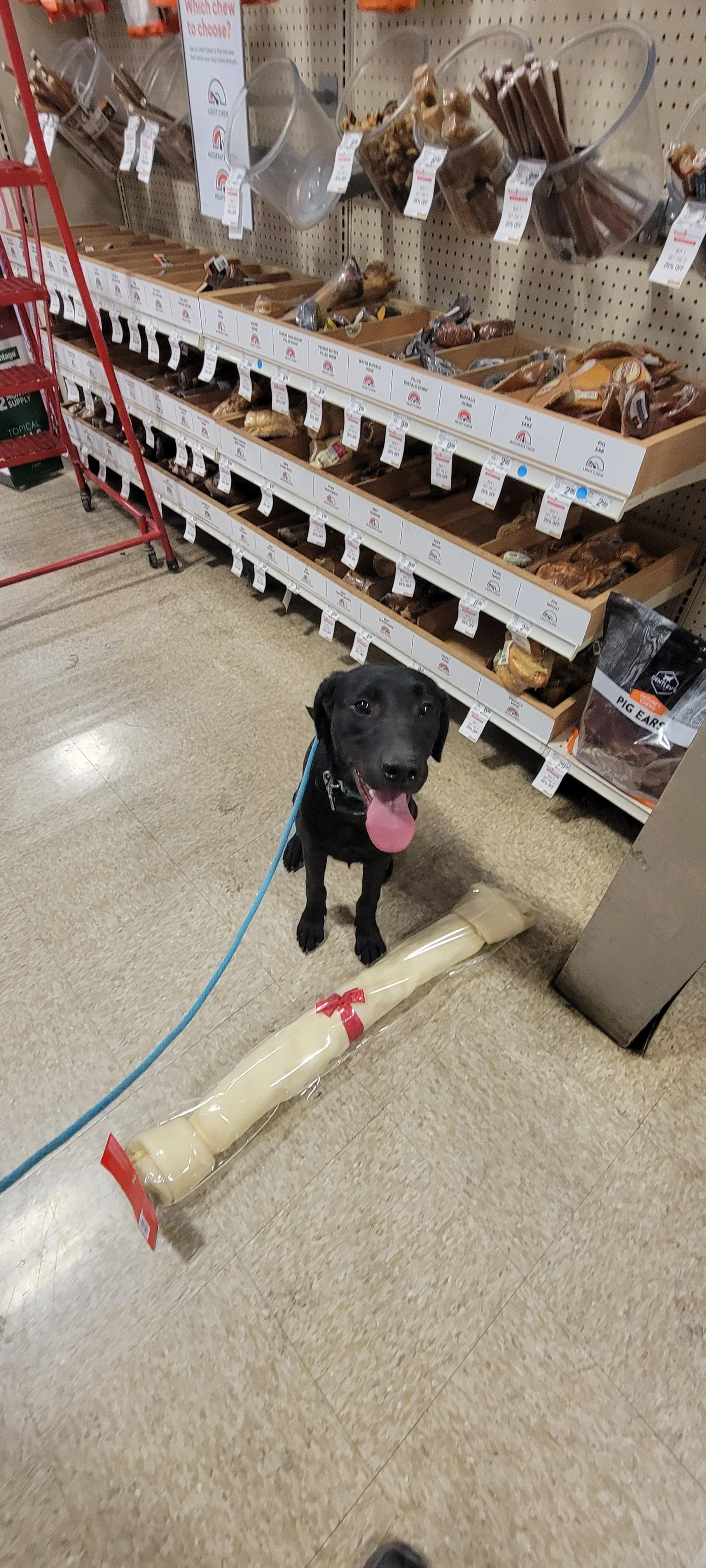 Ozzie - M Labrador