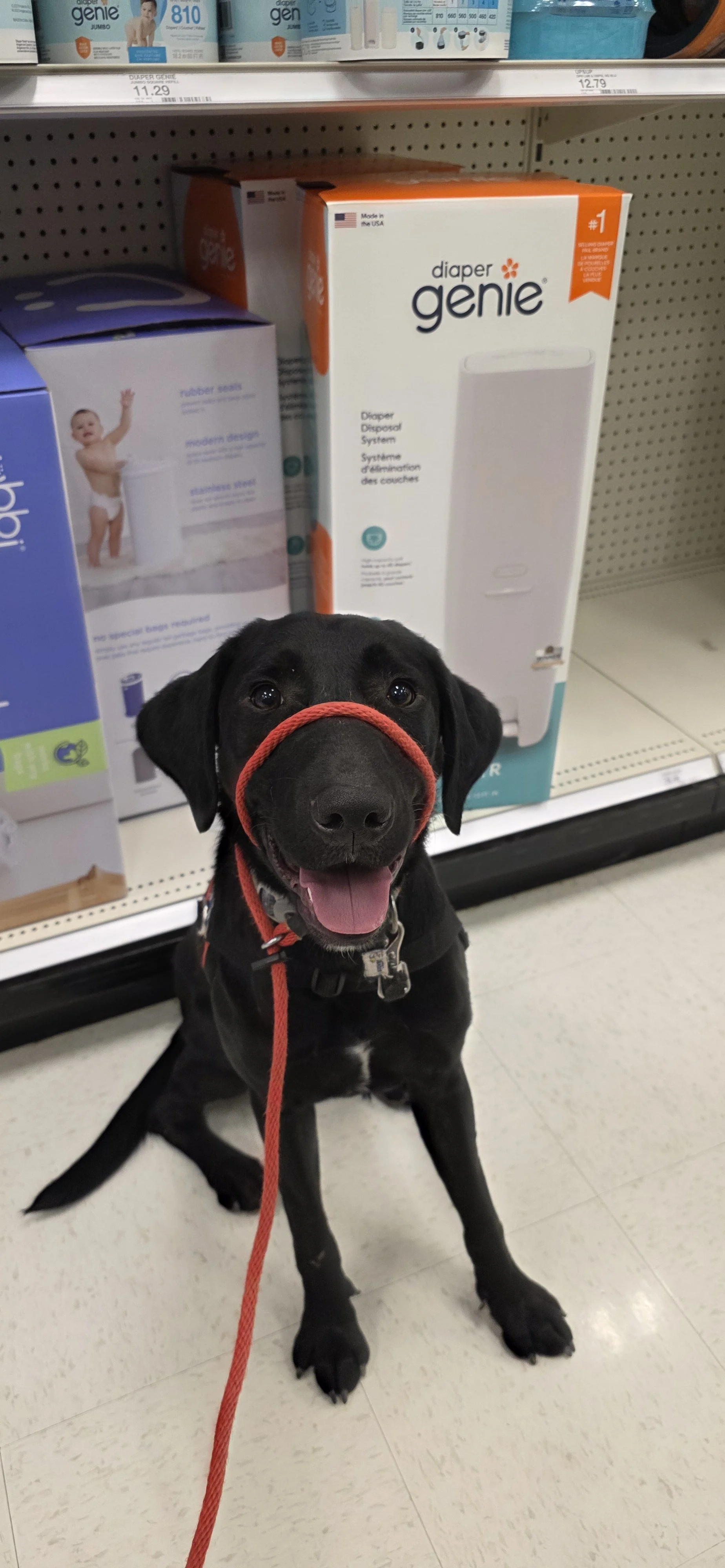 Austin - M Labrador