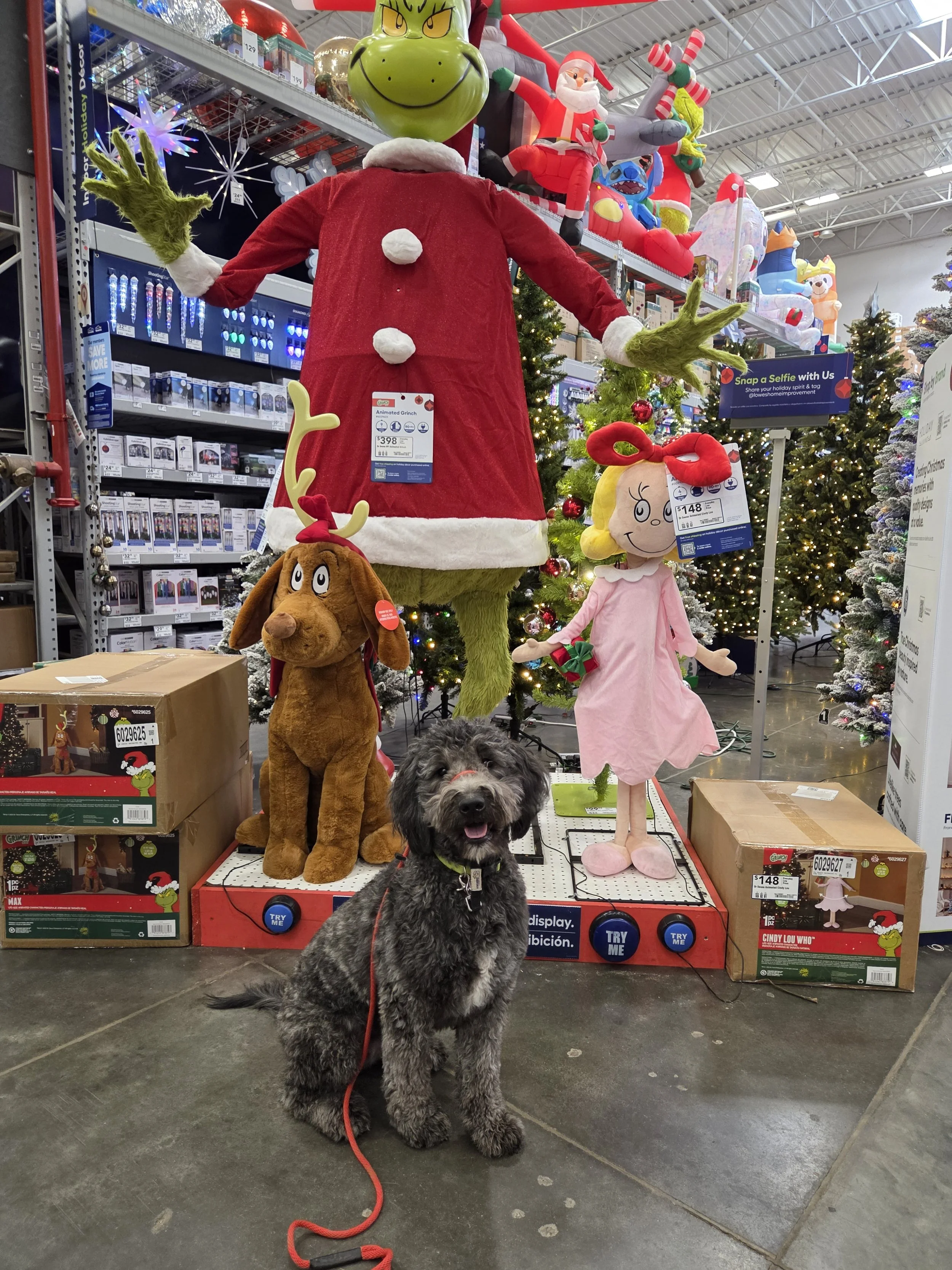 June F Goldendoodle 