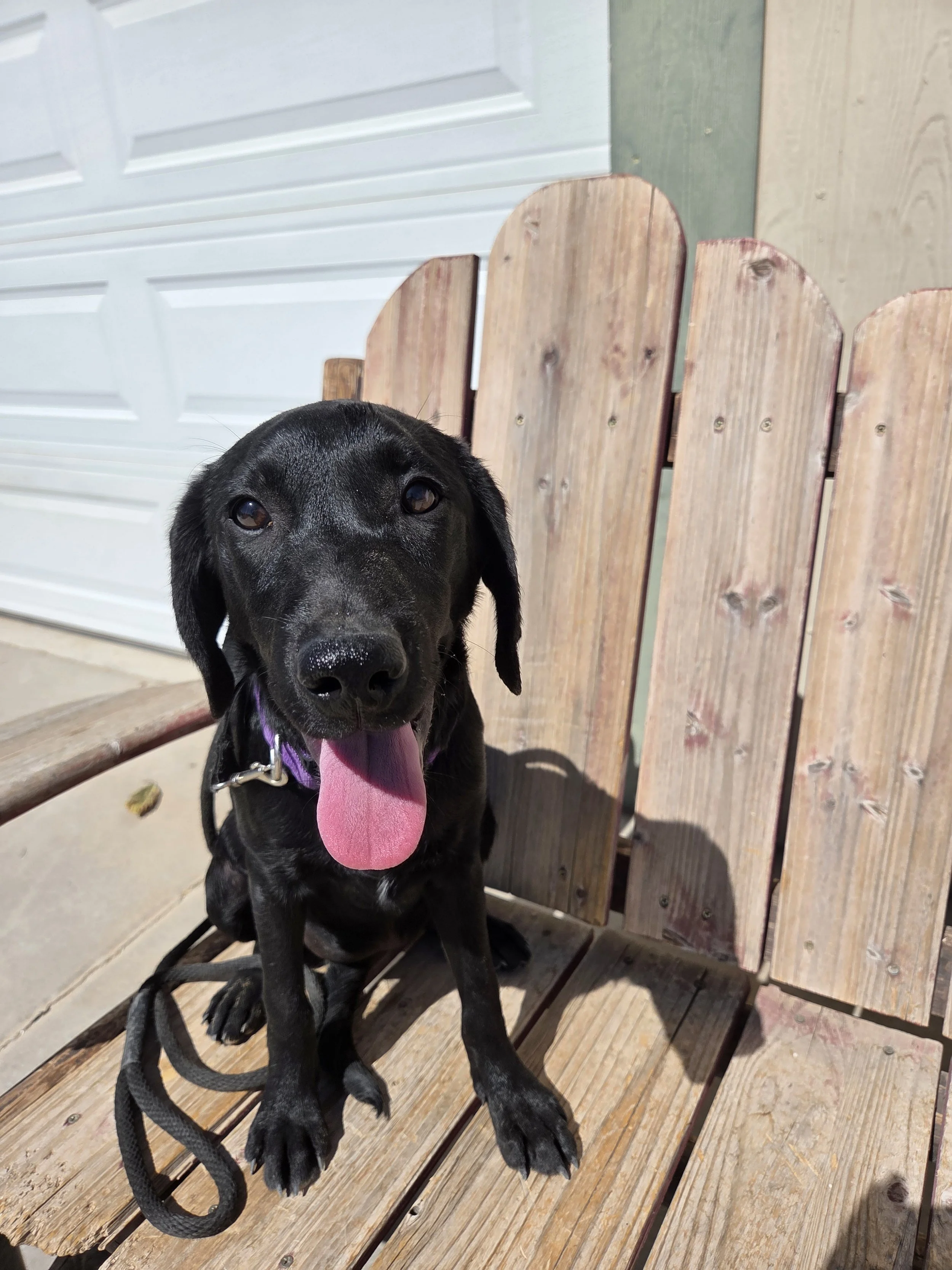 Ruthie - Labrador