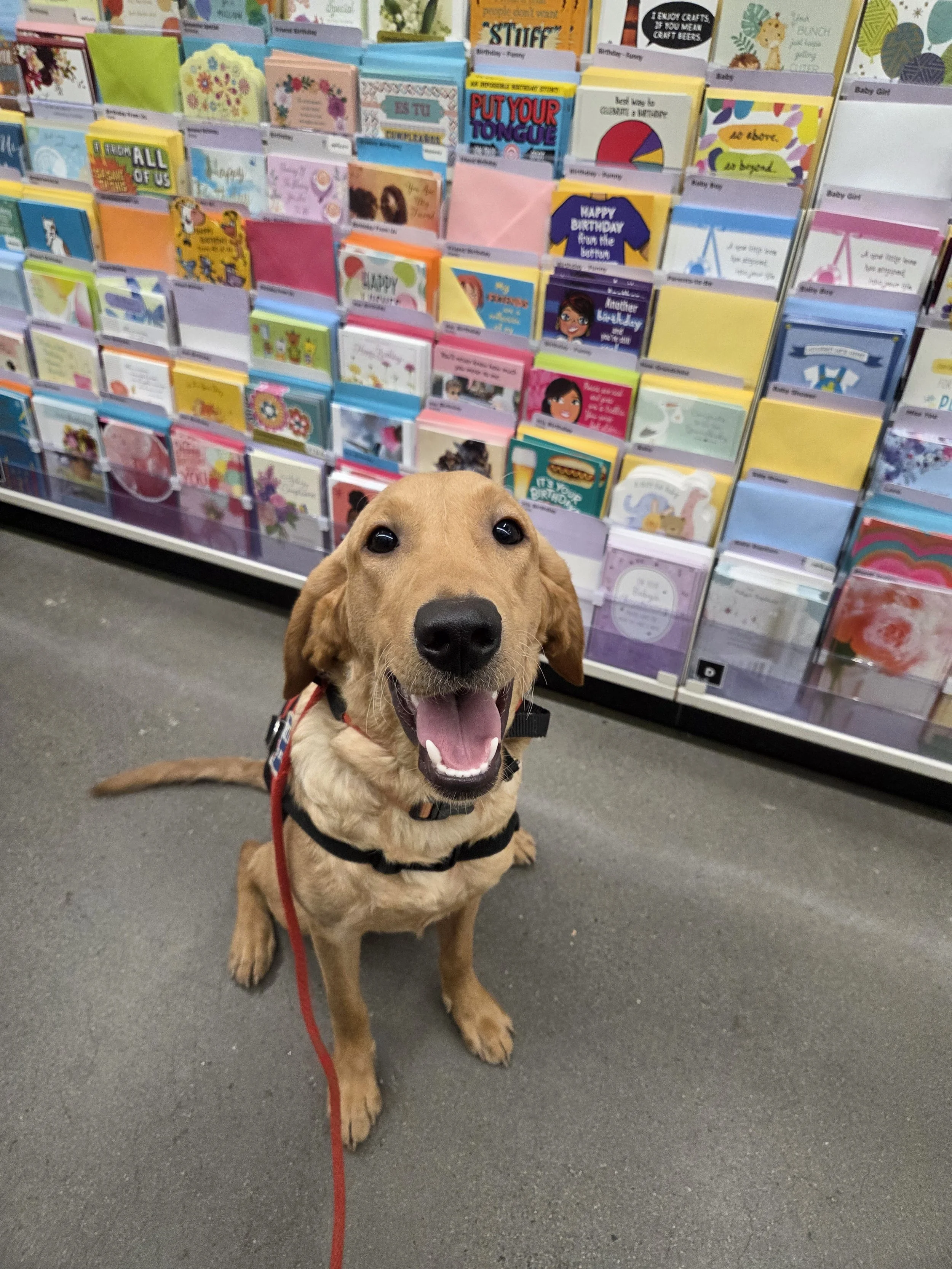 Joe-  Male Labrador