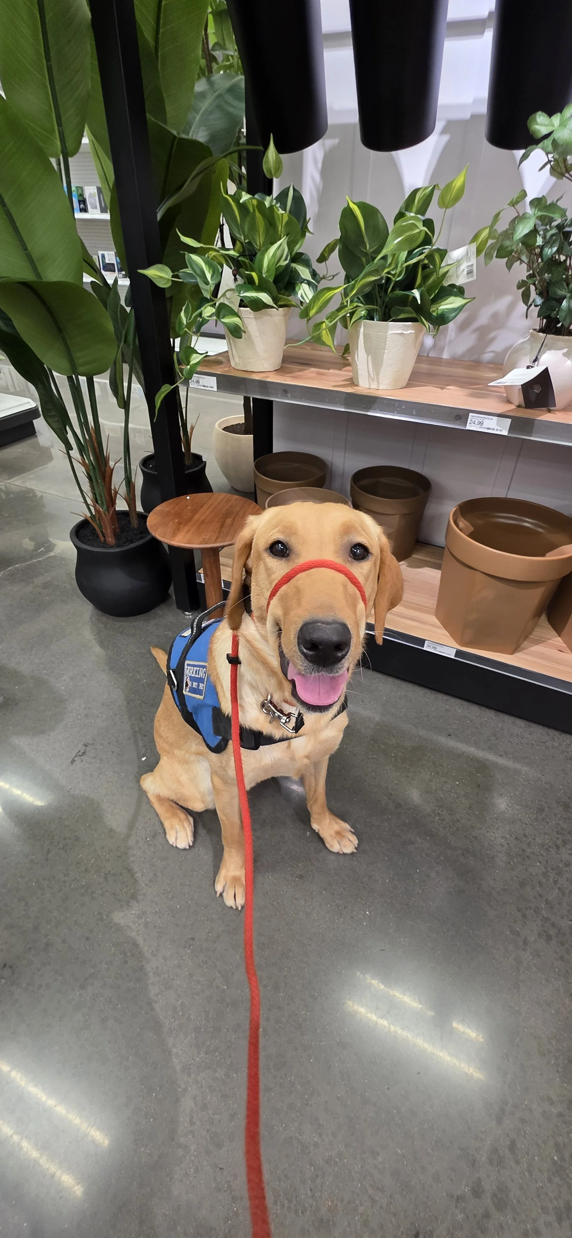 Buddy - Male Labrador