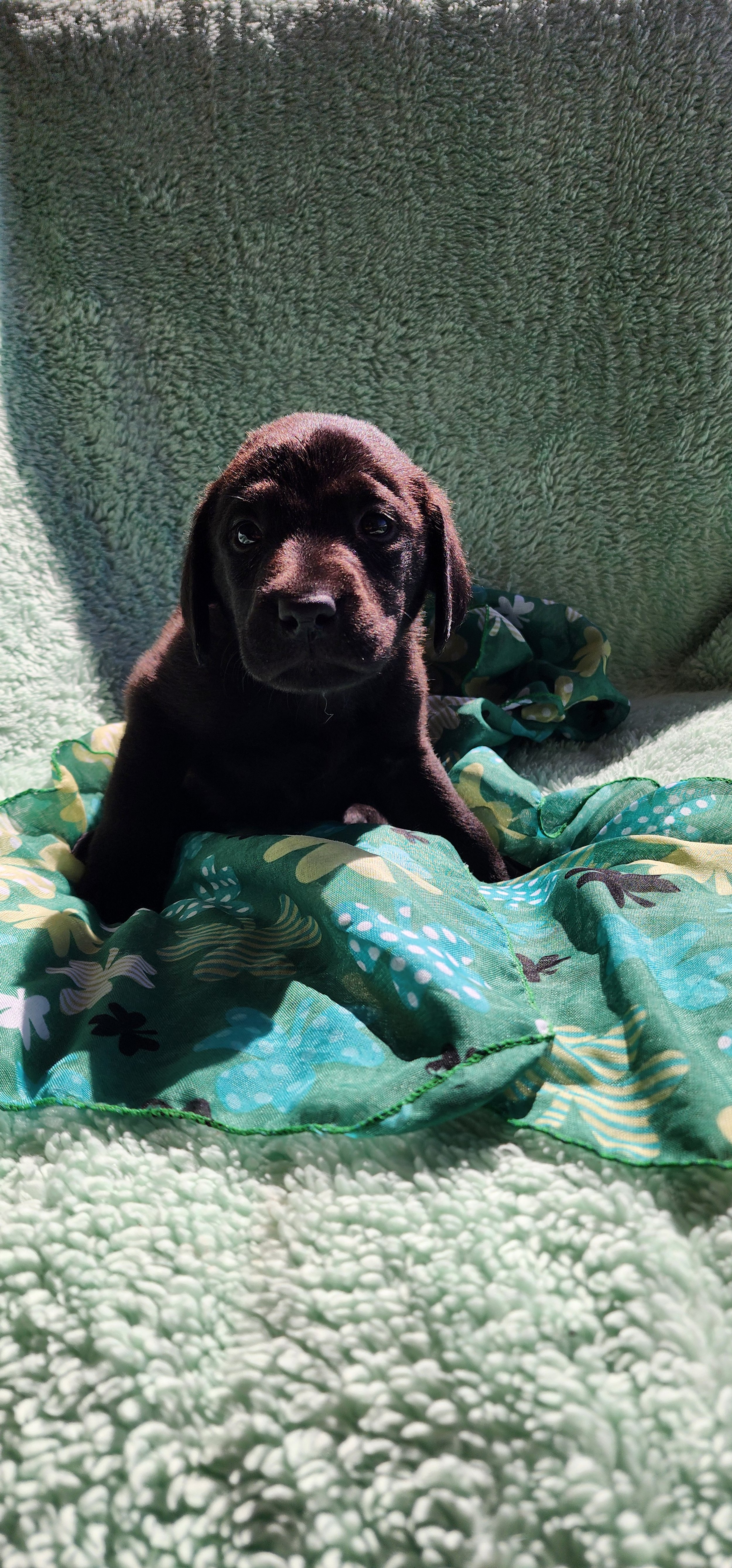 Radar - M Labrador