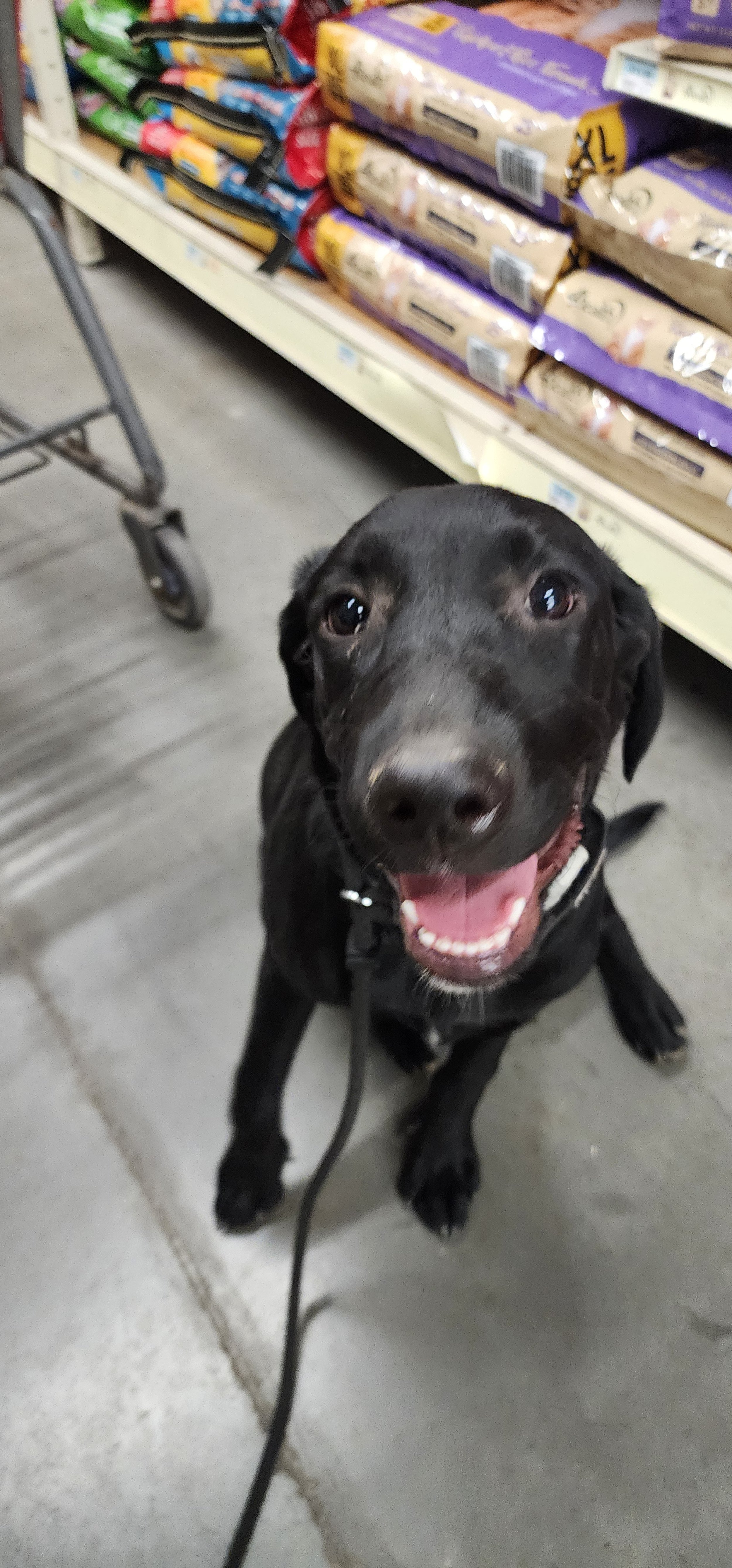 Austin - M Labrador