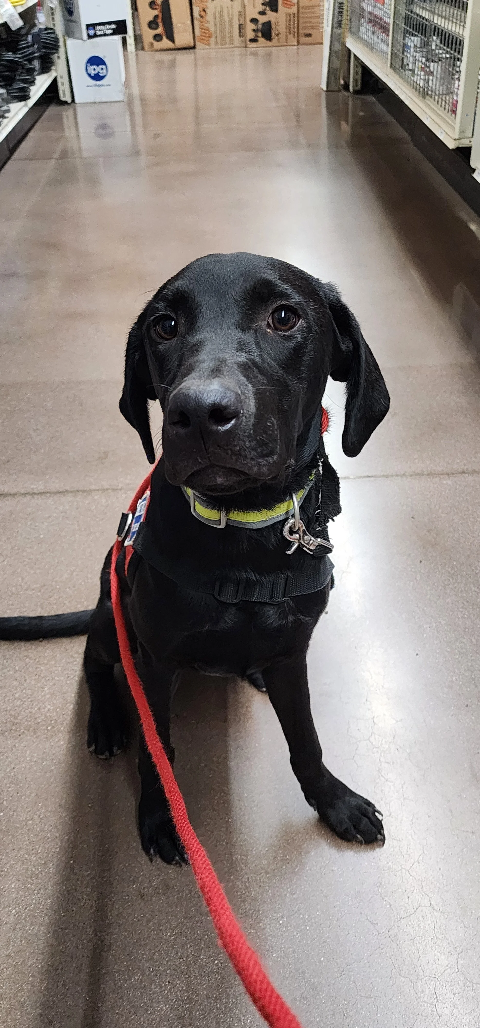 Radar - M Labrador