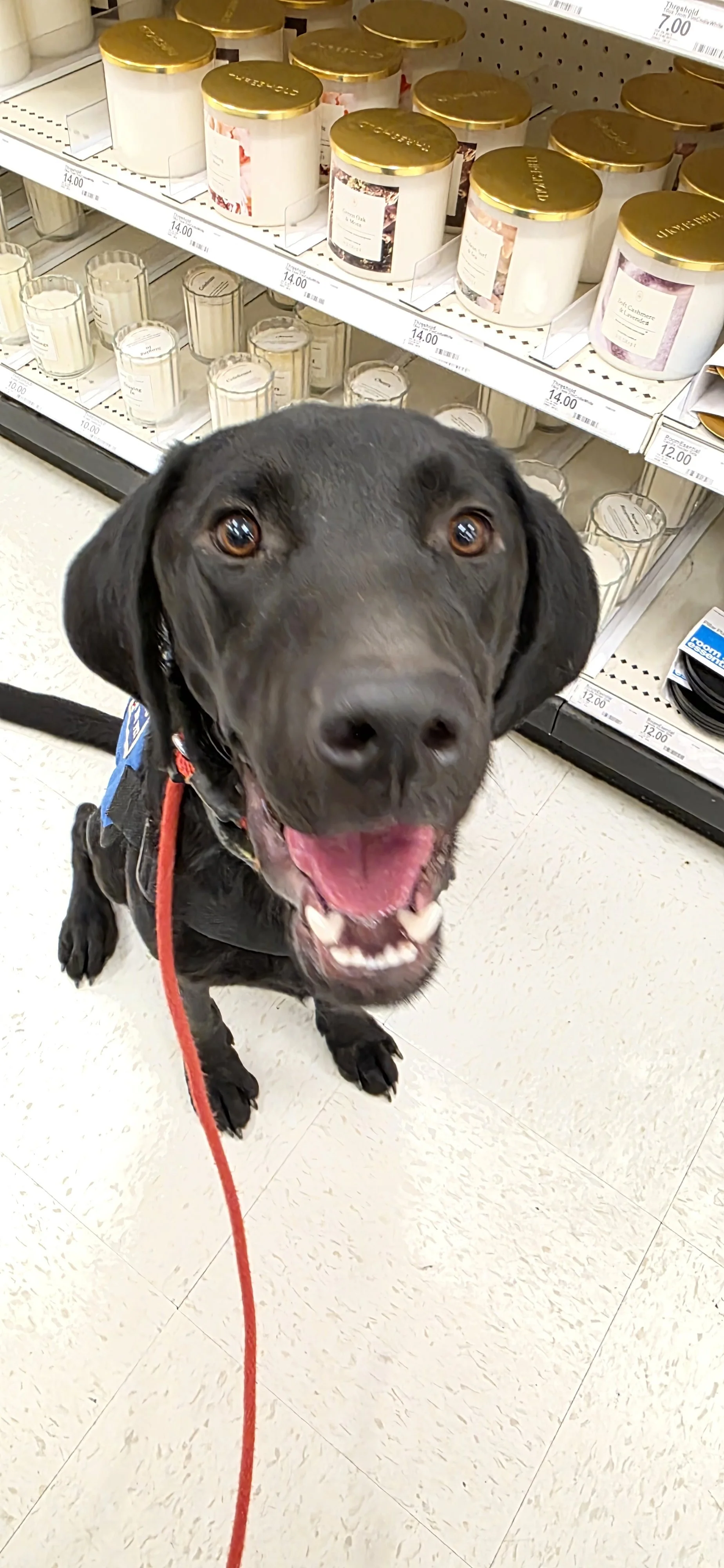 Radar - M Labrador