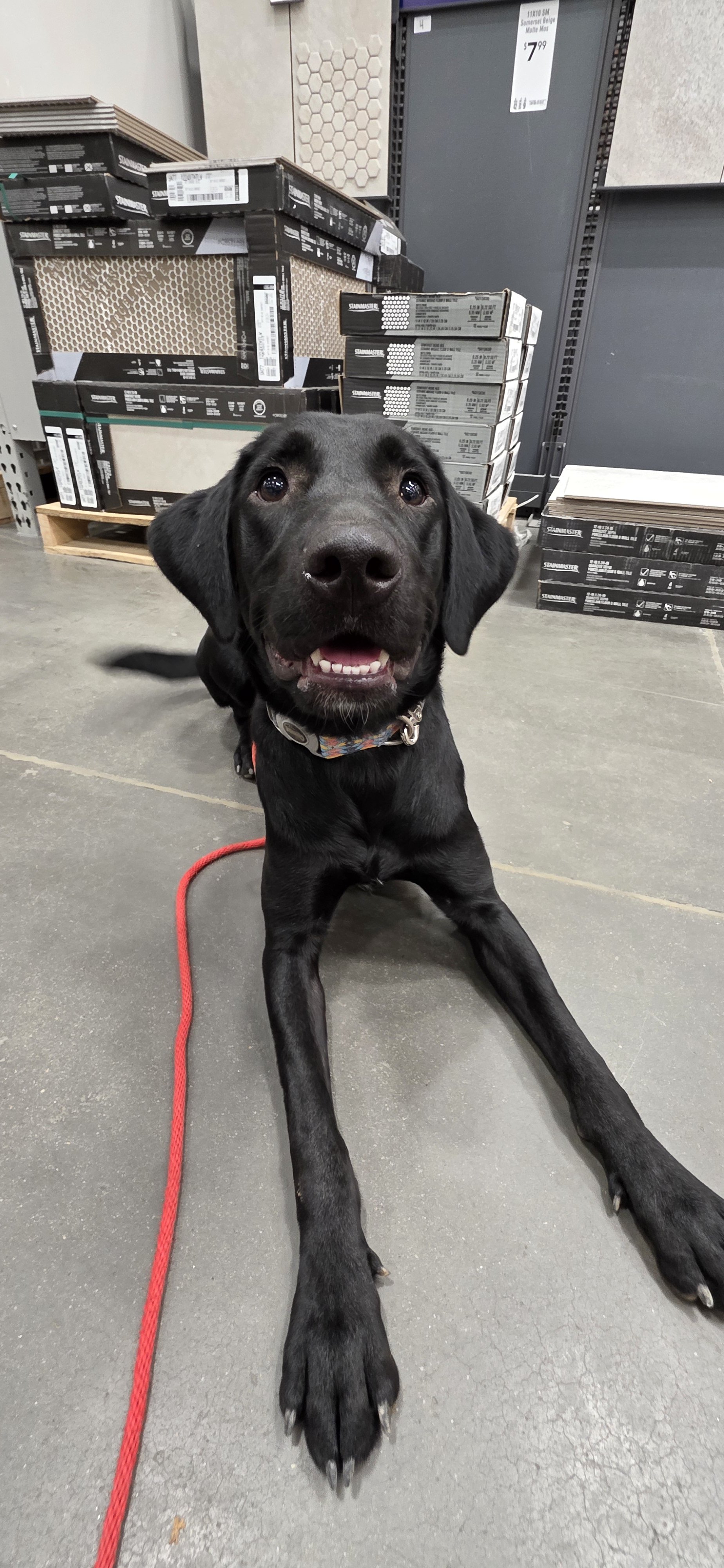Austin - M Labrador